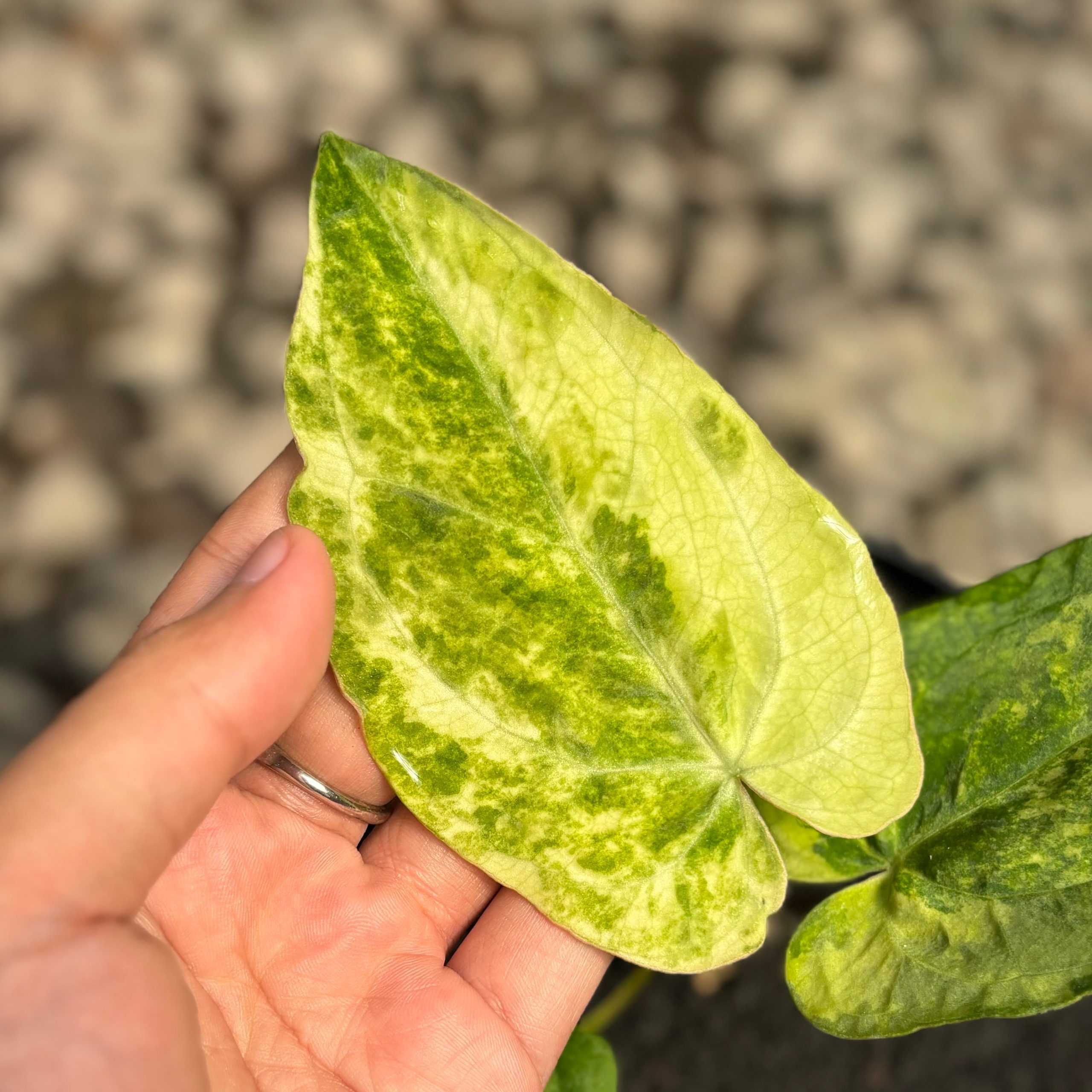 Anthurium papillilaminum hybrid Aurea variegated - Image 2