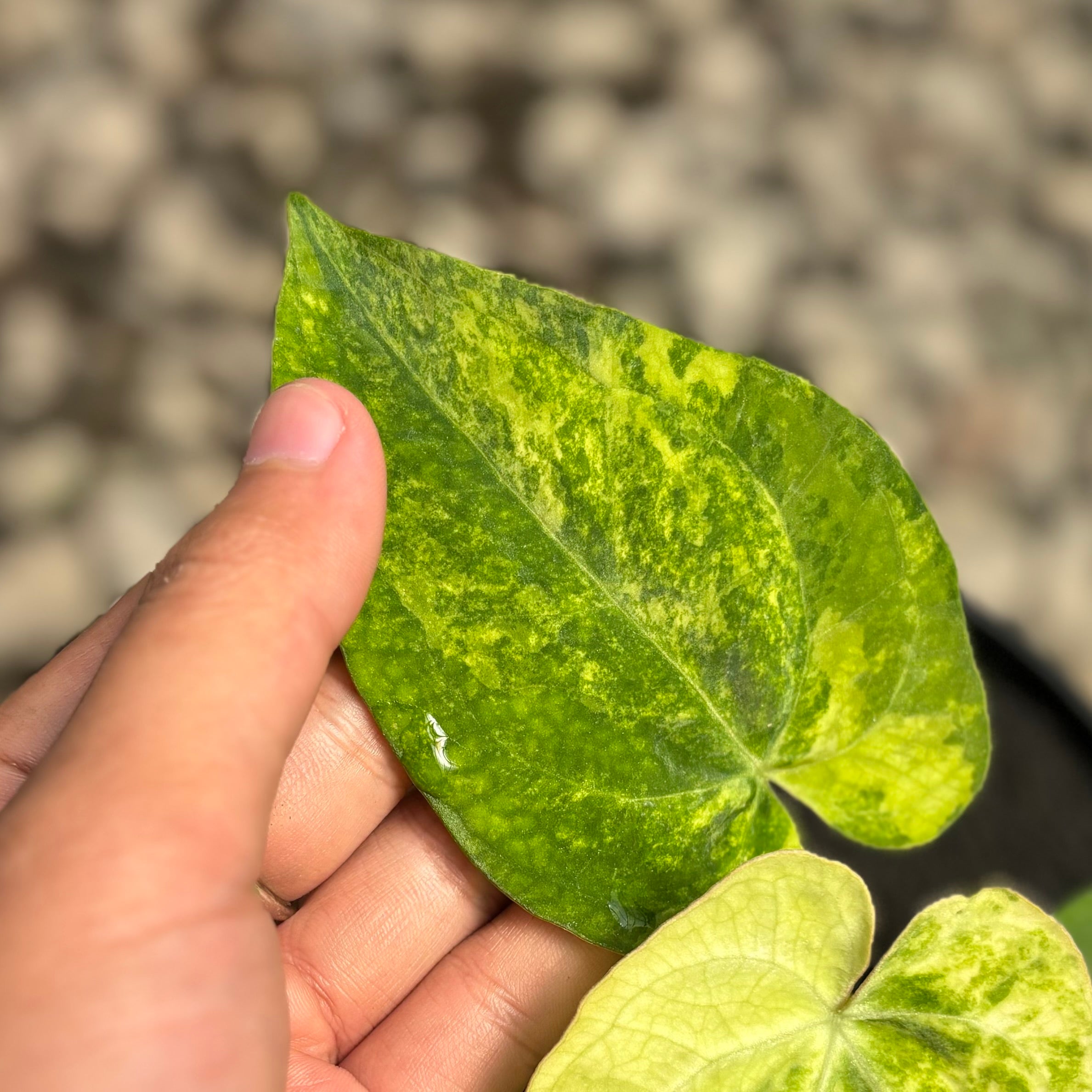 Anthurium papillilaminum hybrid Aurea variegated - Image 3