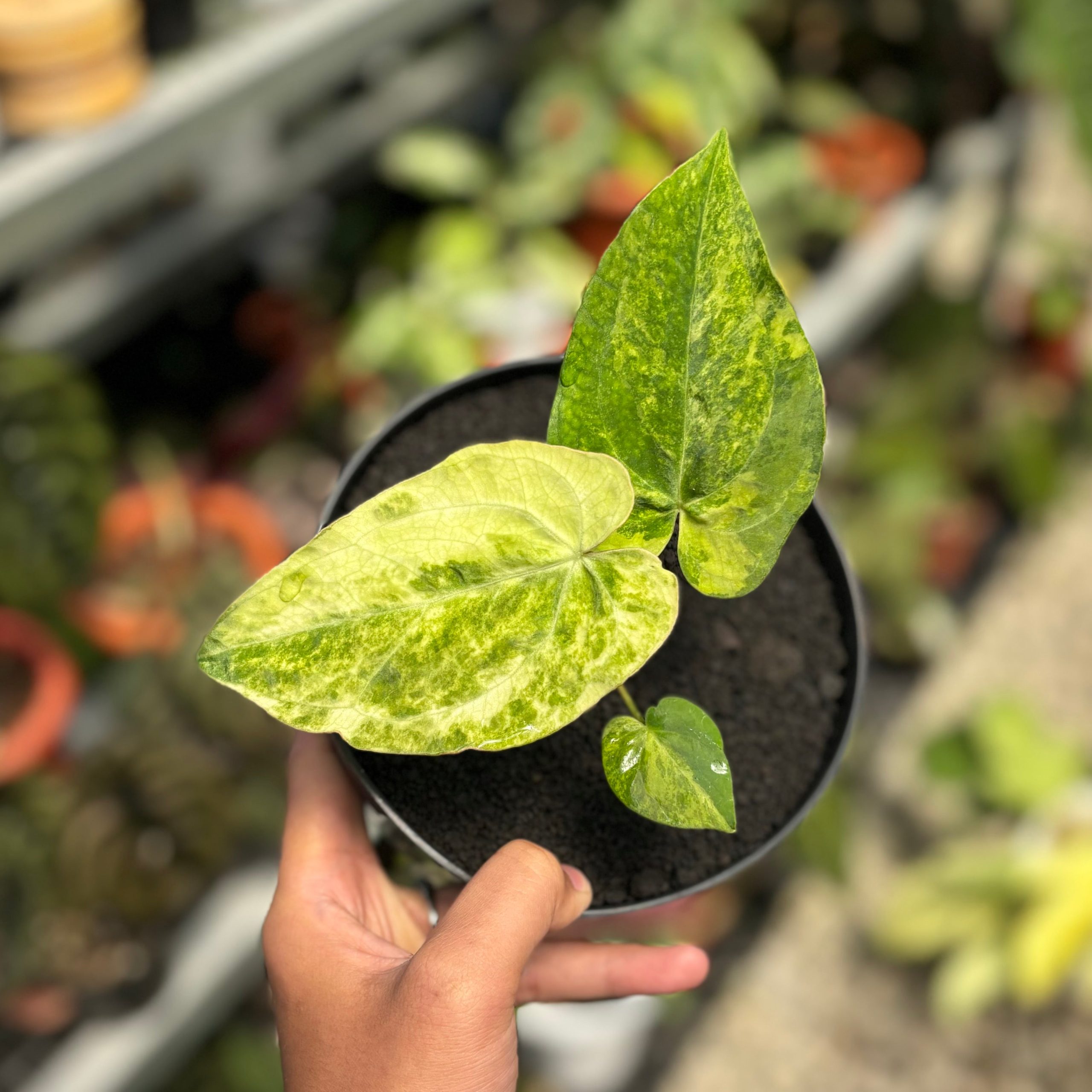 Anthurium papillilaminum hybrid Aurea variegated - Image 4