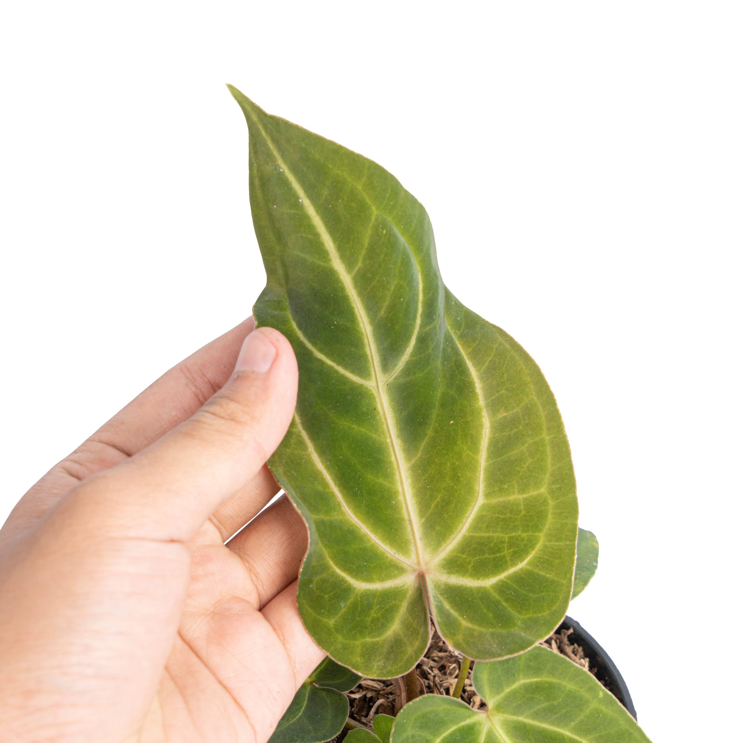 Anthurium papillilaminum hybrid wave - Image 2