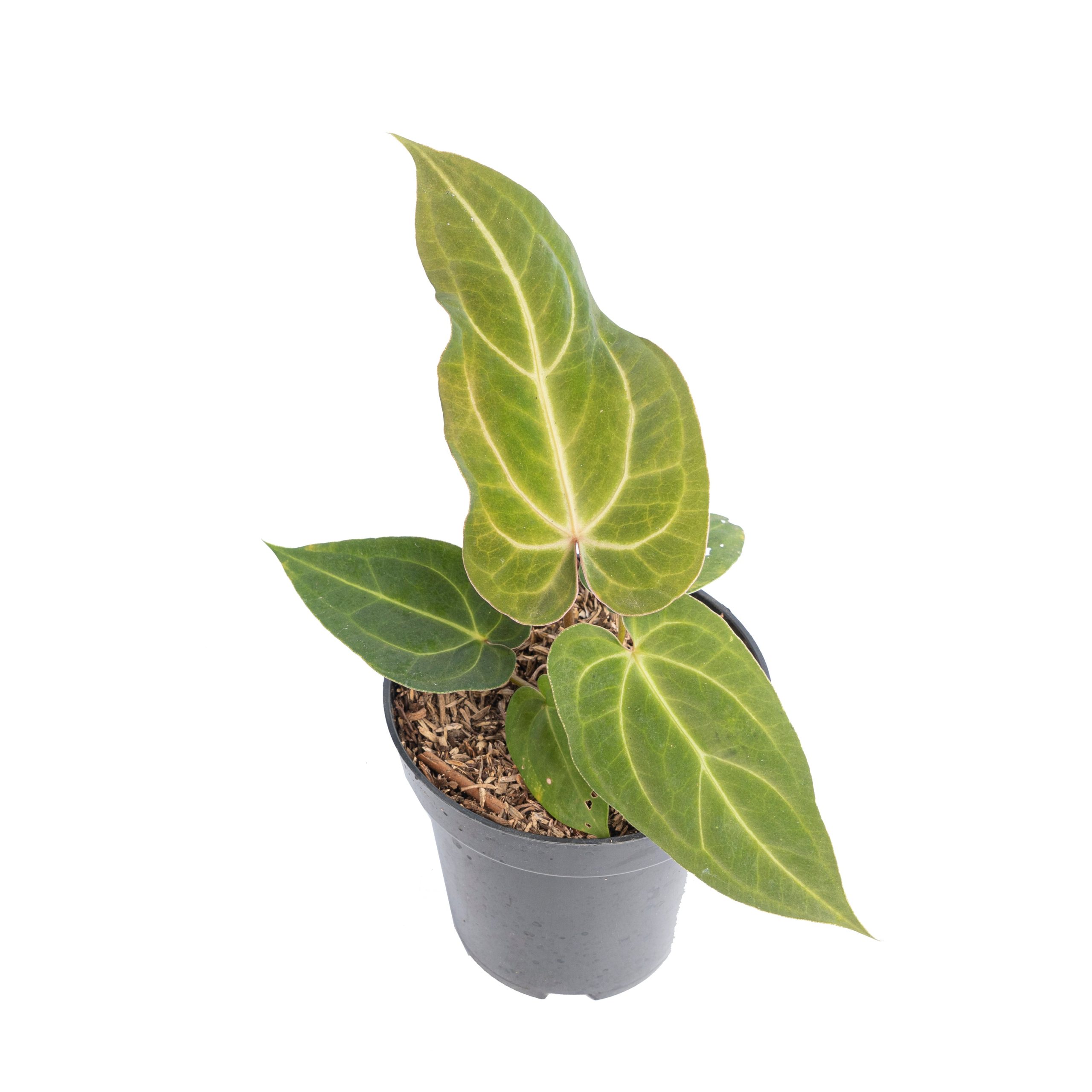 Anthurium papillilaminum hybrid wave - Image 3