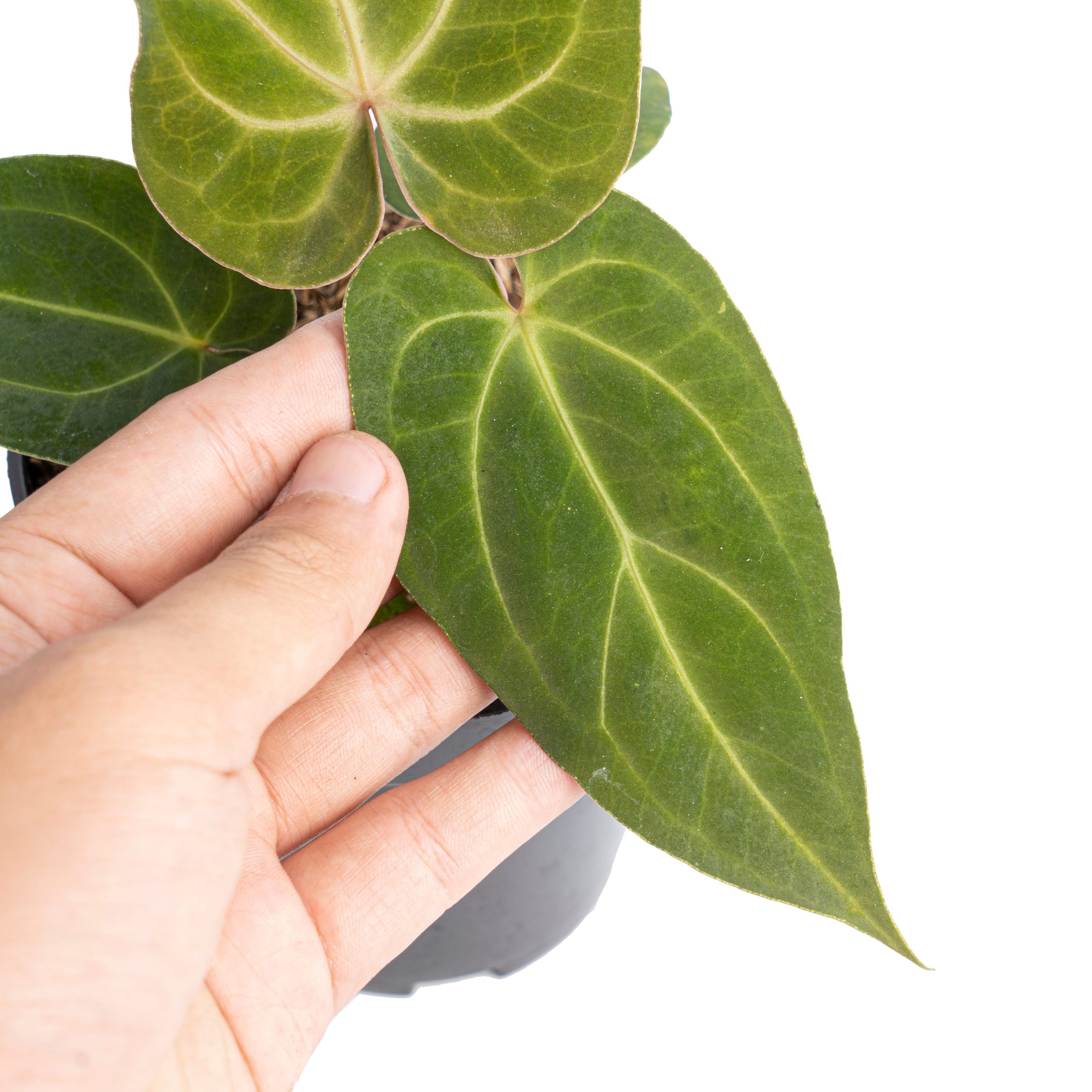 Anthurium papillilaminum hybrid wave - Image 4