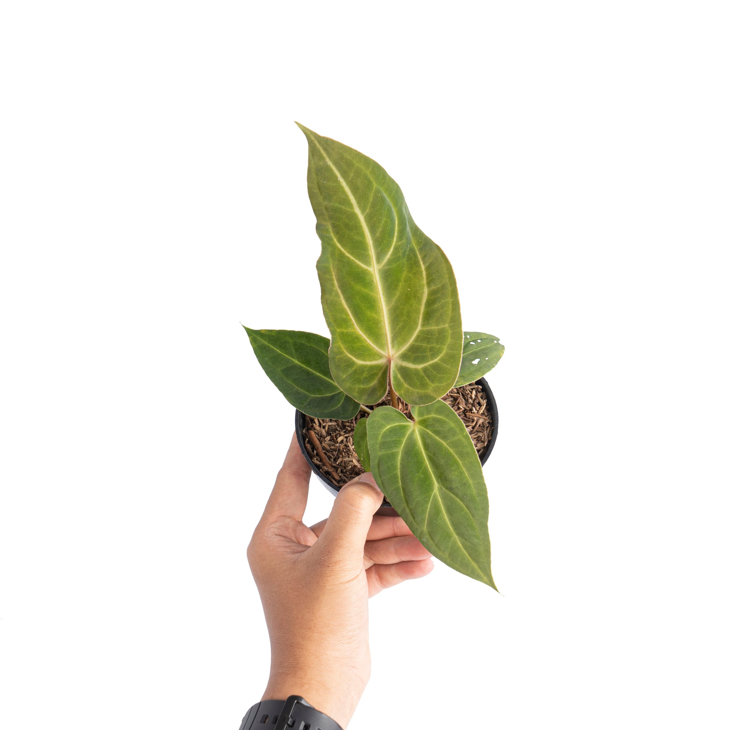 Anthurium papillilaminum hybrid wave - Image 5