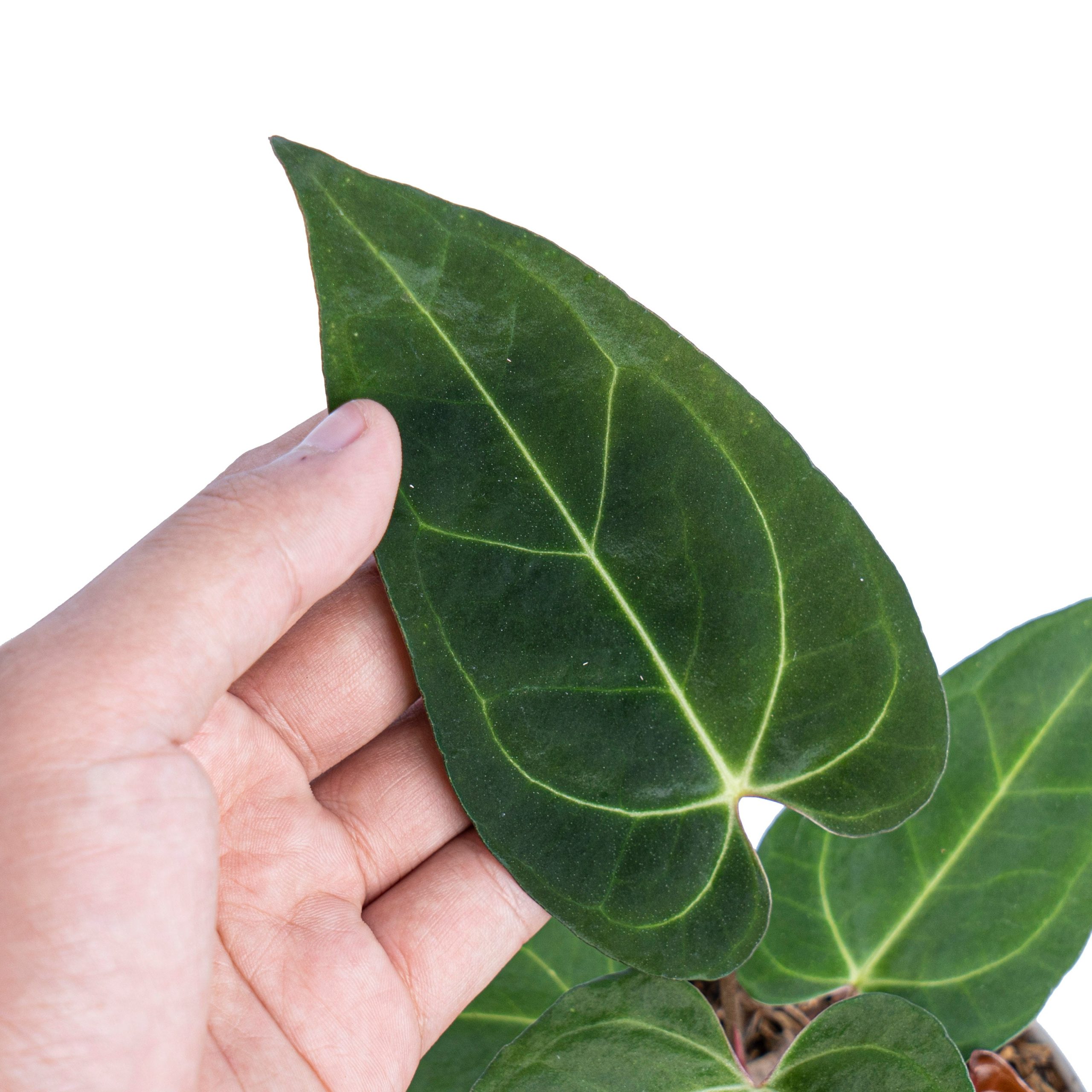 Anthurium Papillilaminum Legend - Image 2