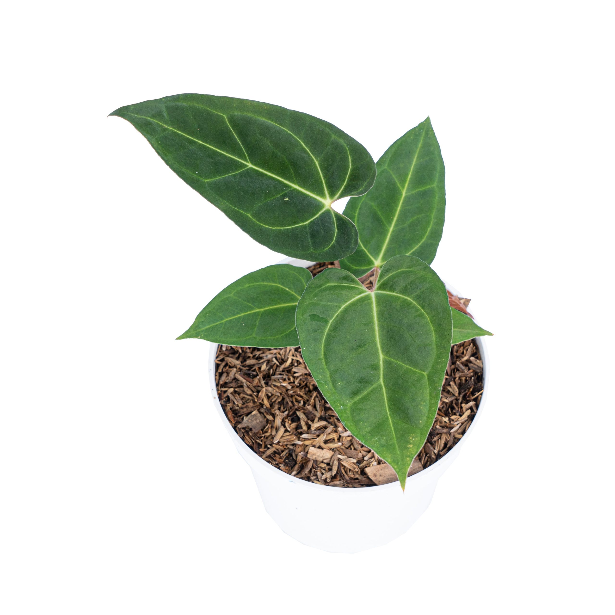 Anthurium Papillilaminum Legend - Image 3