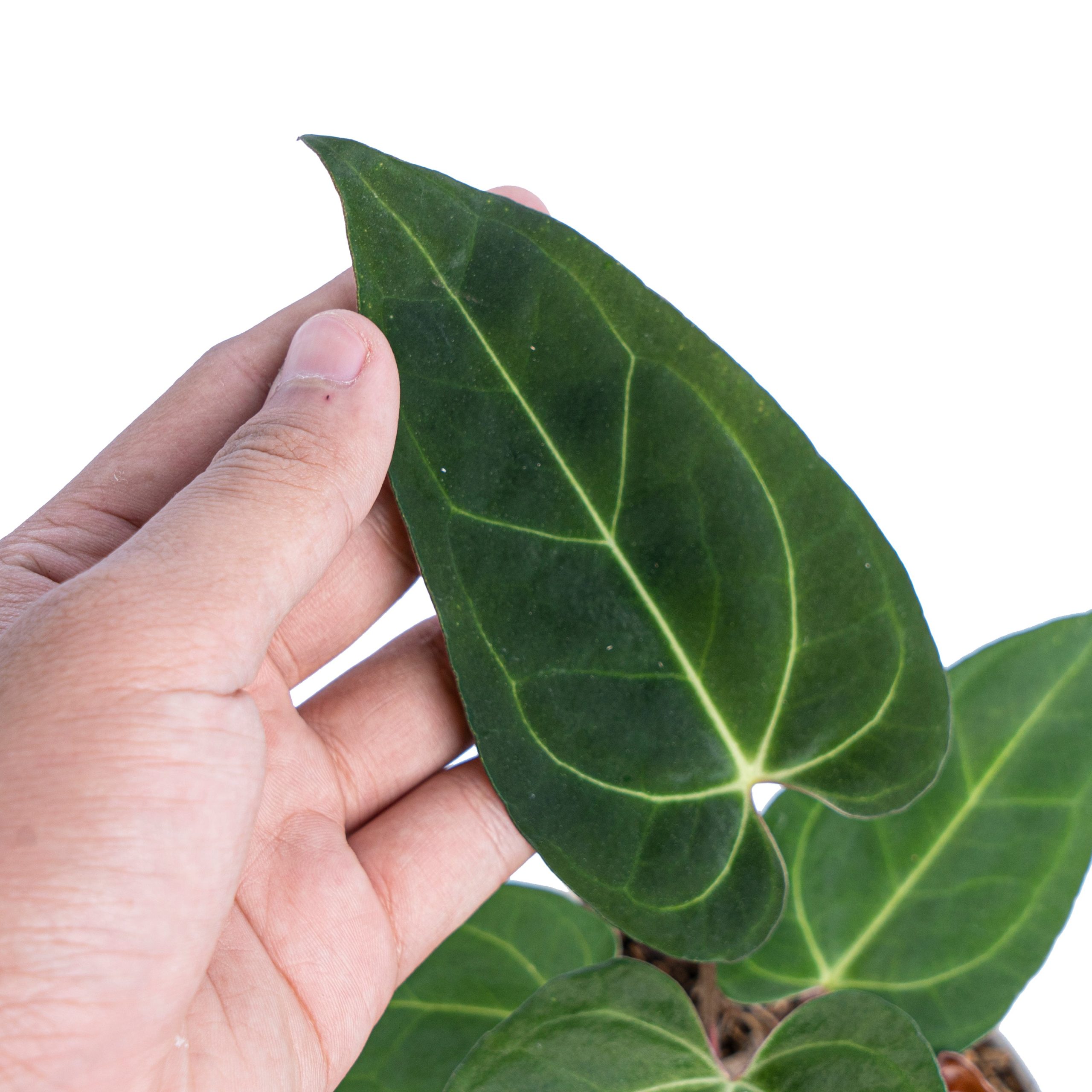 Anthurium Papillilaminum Legend - Image 4