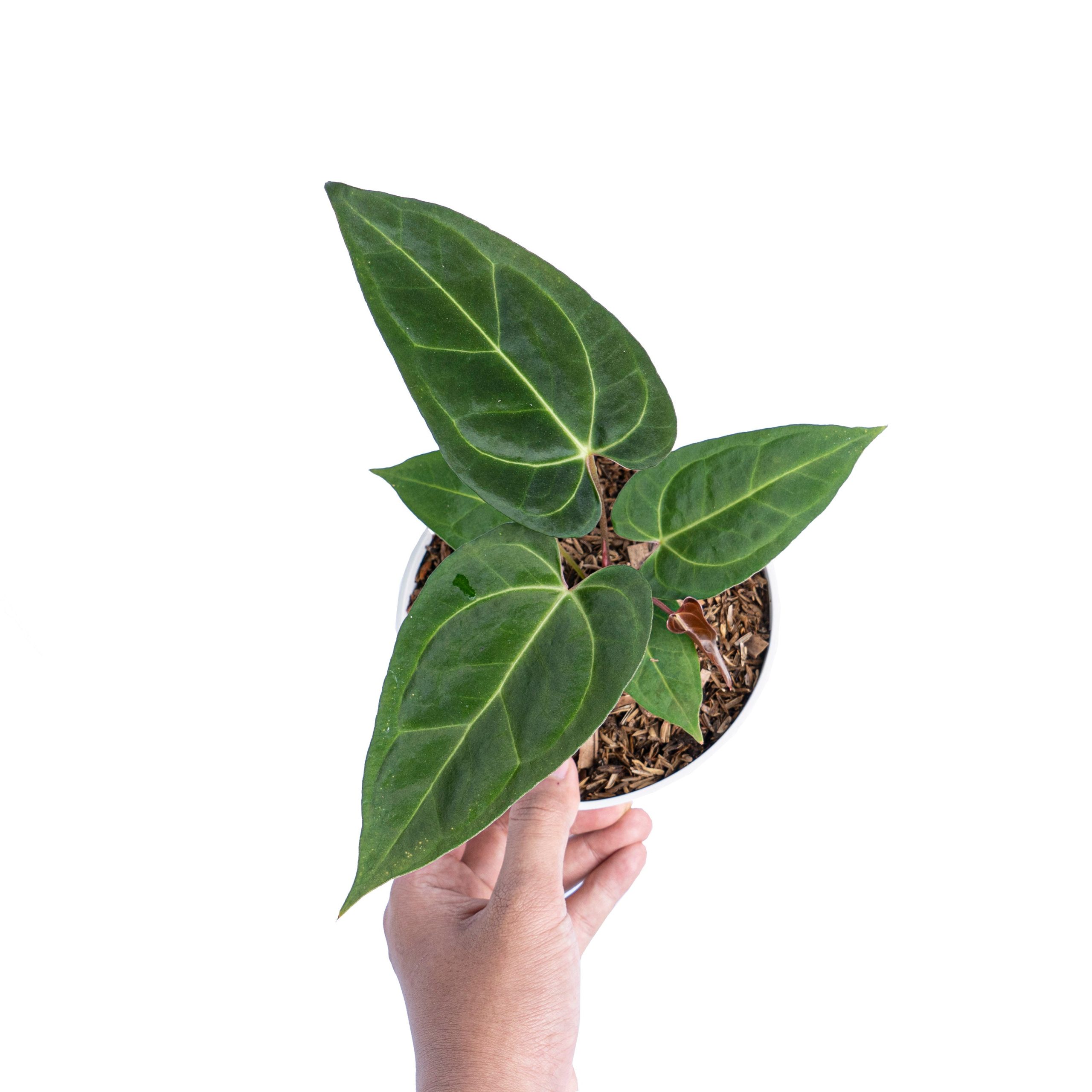Anthurium Papillilaminum Legend - Image 5