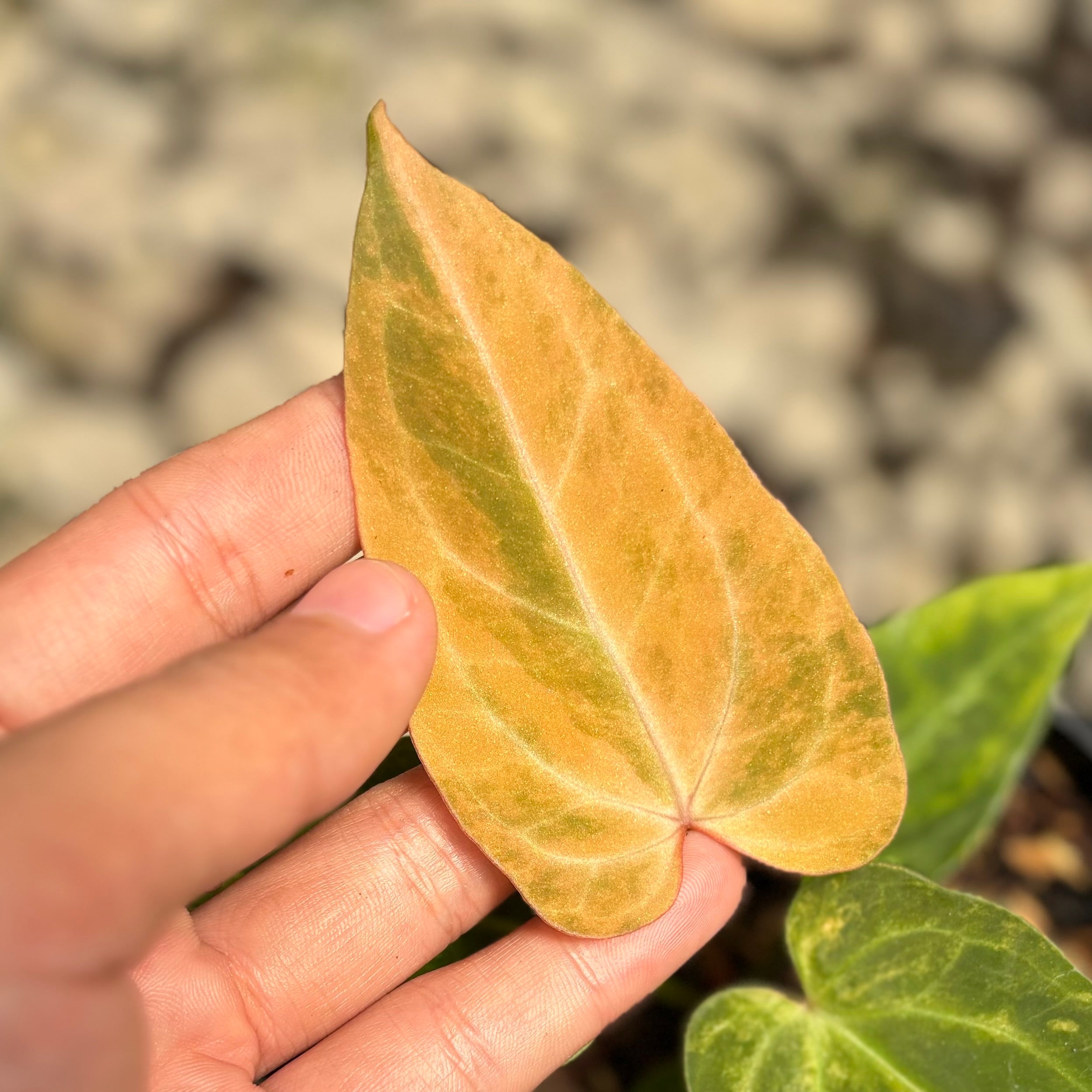 Anthurium papillilaminum pink variegated x KOS (King Of Spades) - Image 2