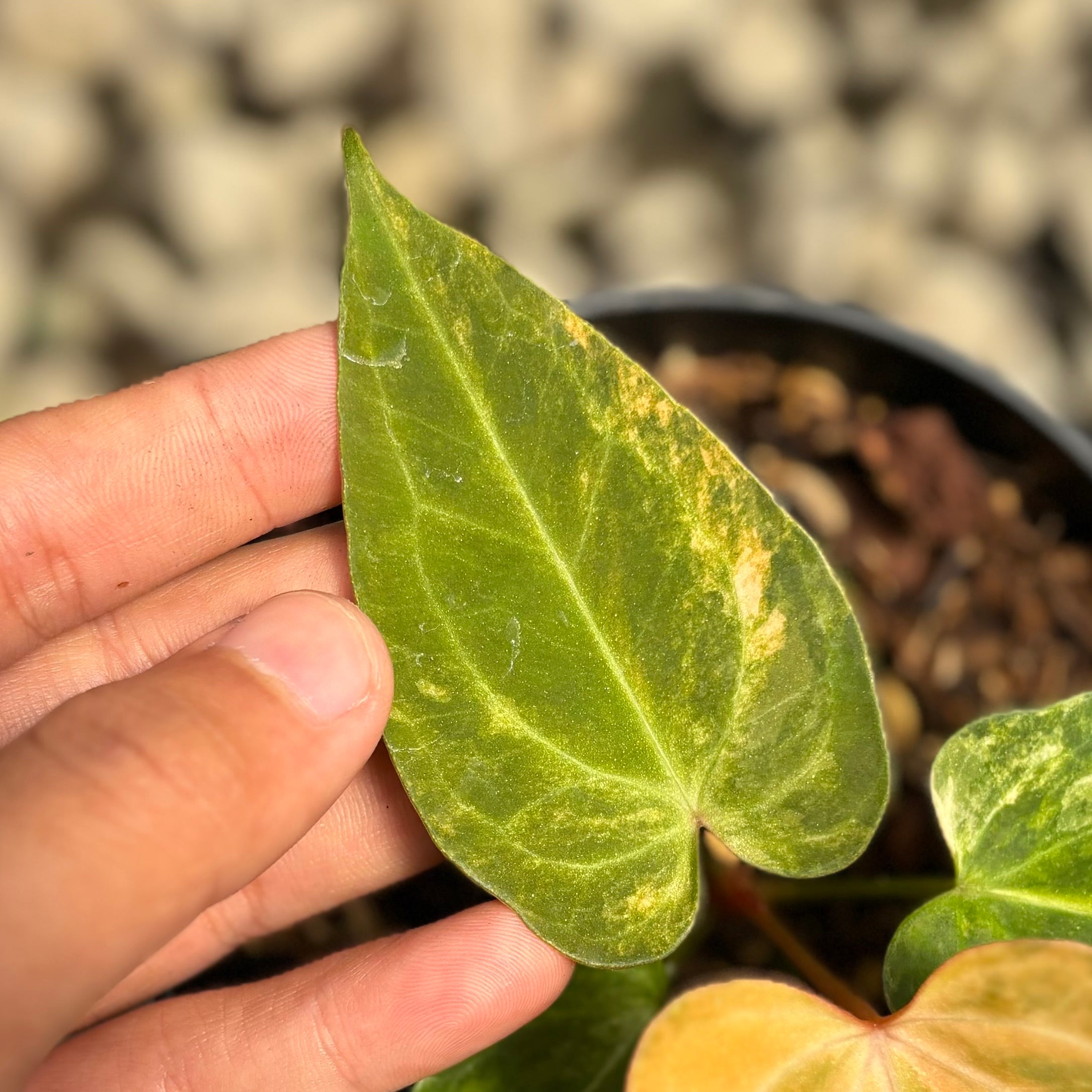 Anthurium papillilaminum pink variegated x KOS (King Of Spades) - Image 3