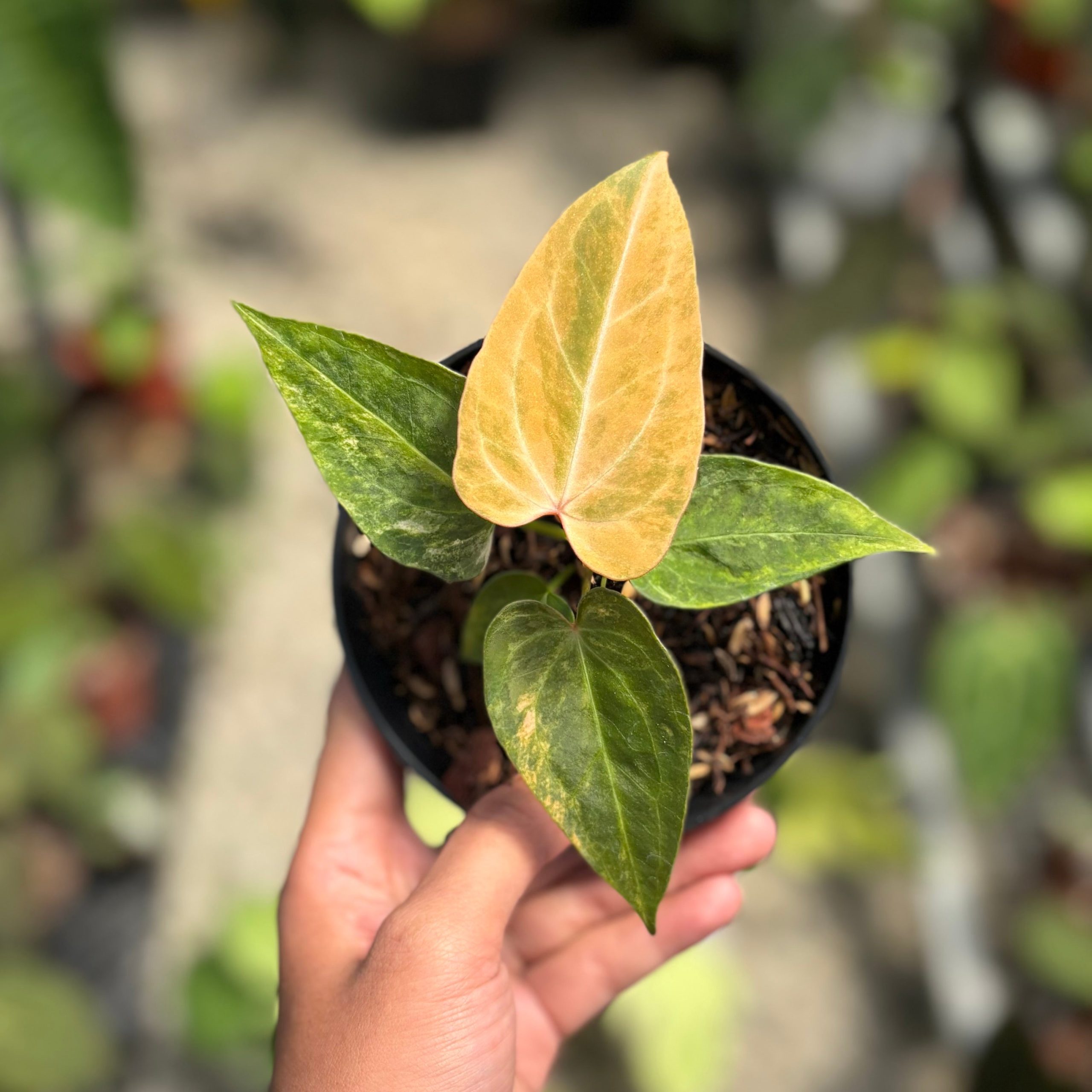 Anthurium papillilaminum pink variegated x KOS (King Of Spades) - Image 4