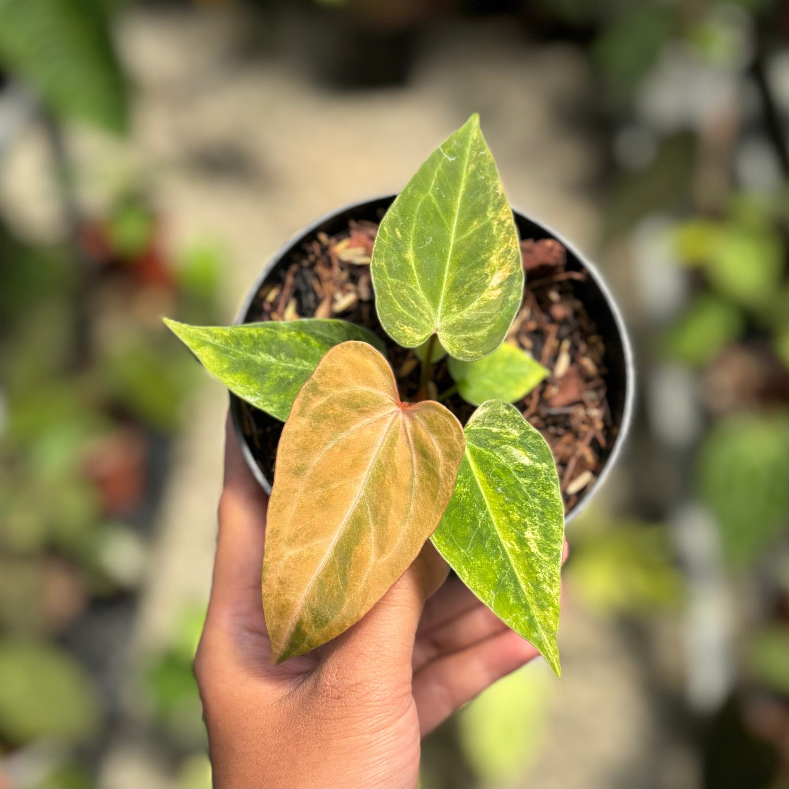Anthurium papillilaminum pink variegated x KOS (King Of Spades) - Image 5