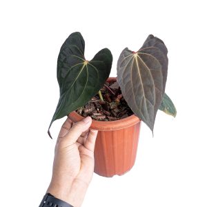 Anthurium papillilaminum x one