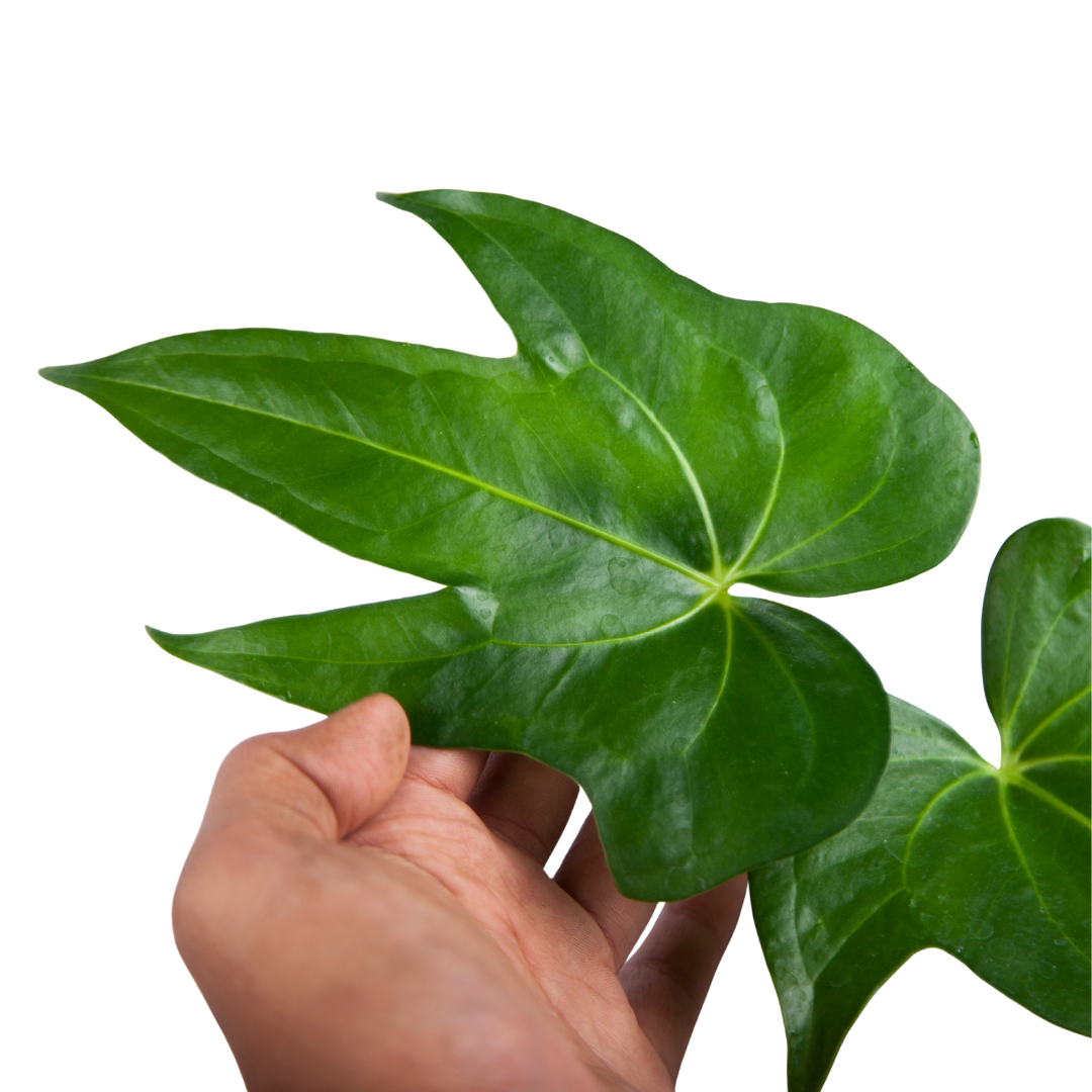 Anthurium Pedatoradiatum - Image 2