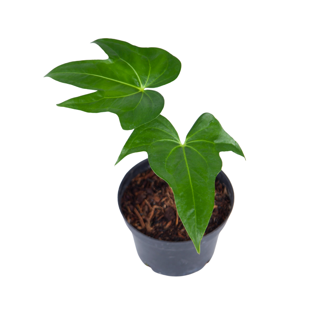 Anthurium Pedatoradiatum - Image 3