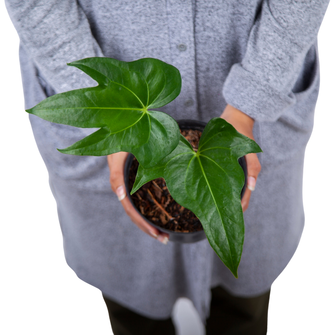 Anthurium Pedatoradiatum - Image 4