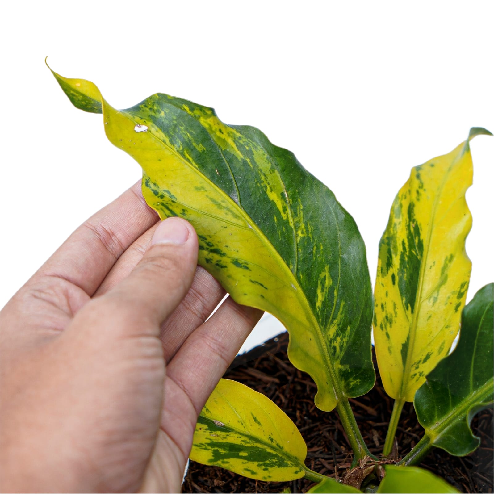 Anthurium Plowmanii Variegated Ruffles - Image 2