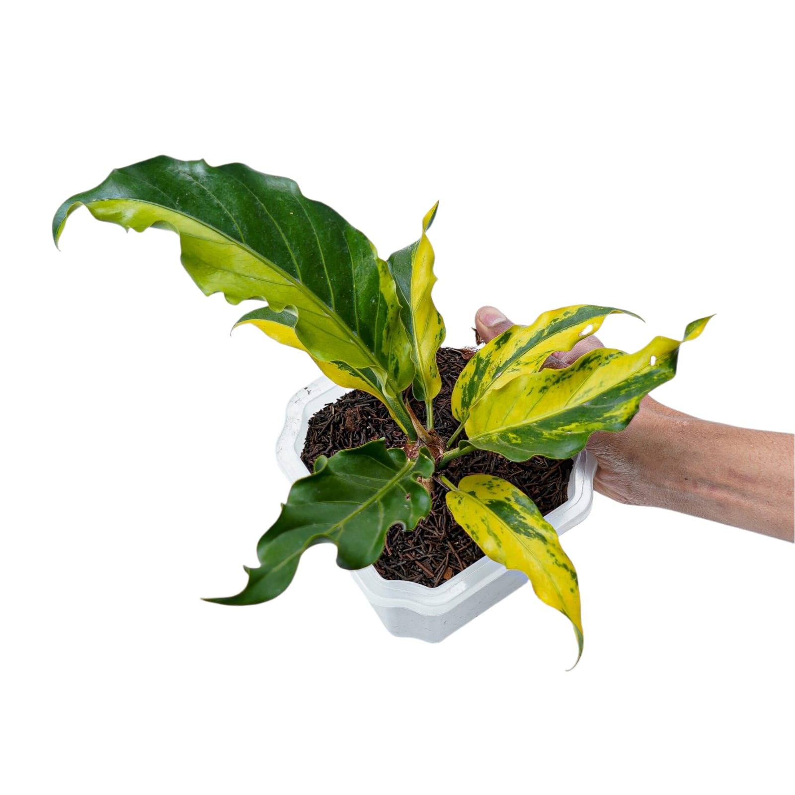 Anthurium Plowmanii Variegated Ruffles - Image 3