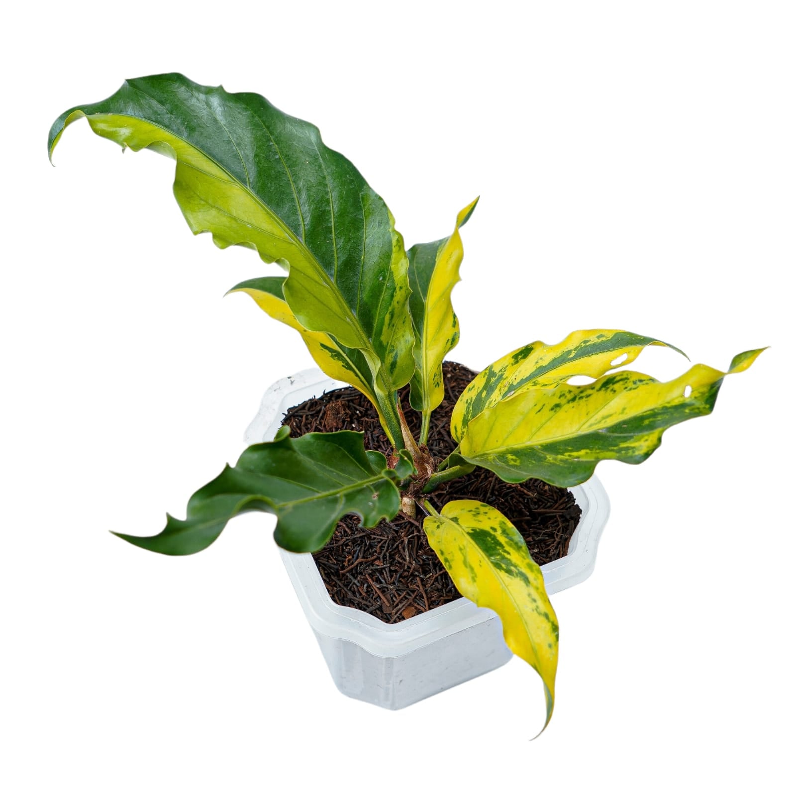 Anthurium Plowmanii Variegated Ruffles - Image 4
