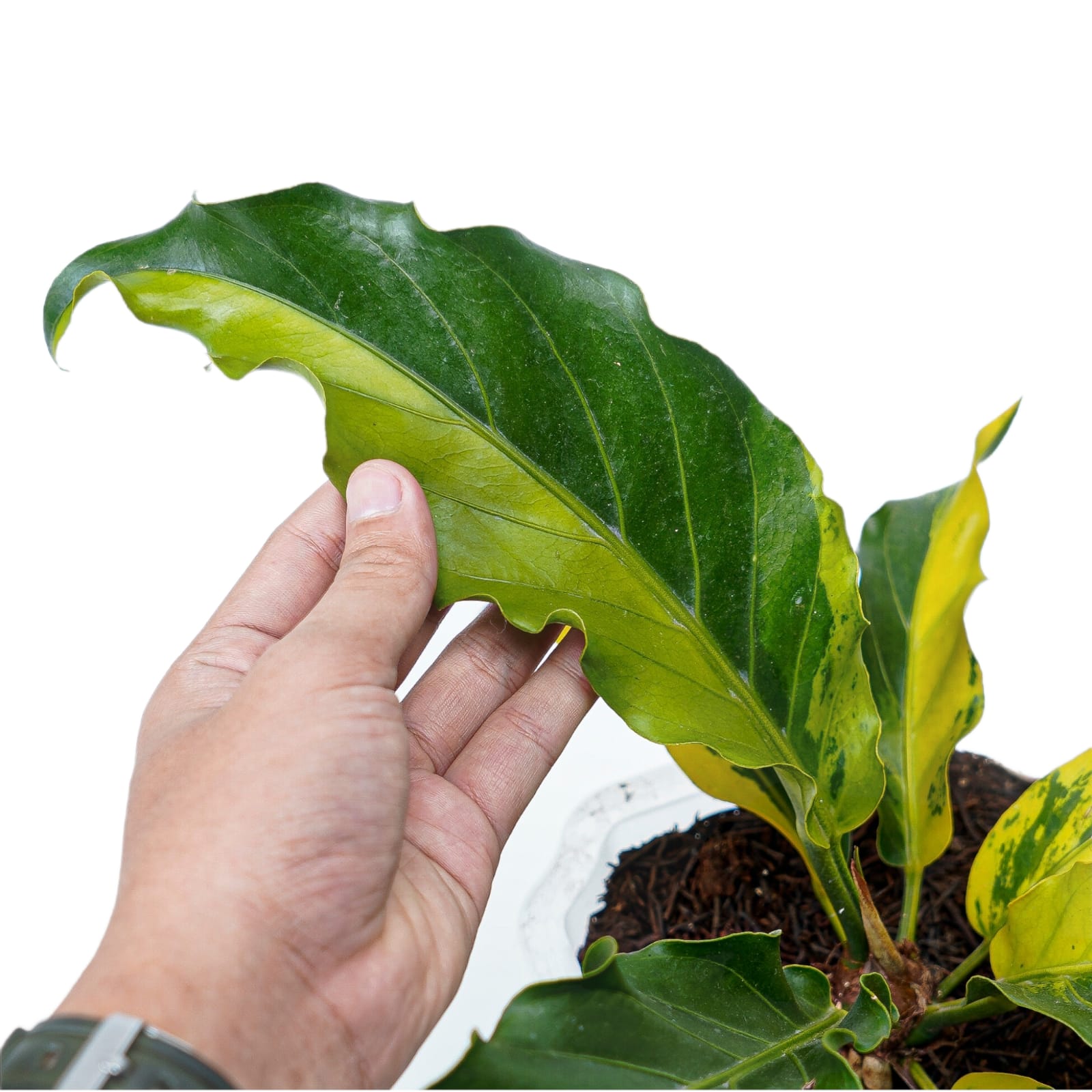 Anthurium Plowmanii Variegated Ruffles - Image 5