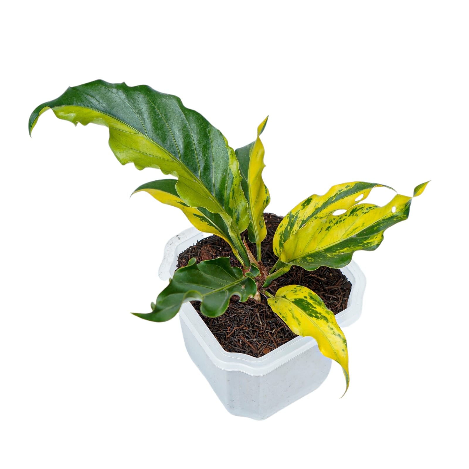 Anthurium Plowmanii Variegated Ruffles - Image 6