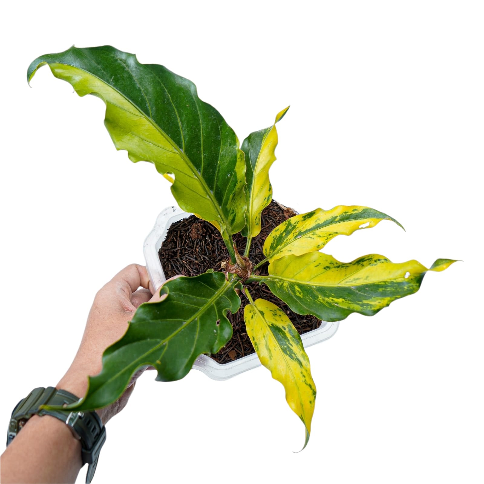 Anthurium Plowmanii Variegated Ruffles - Image 7