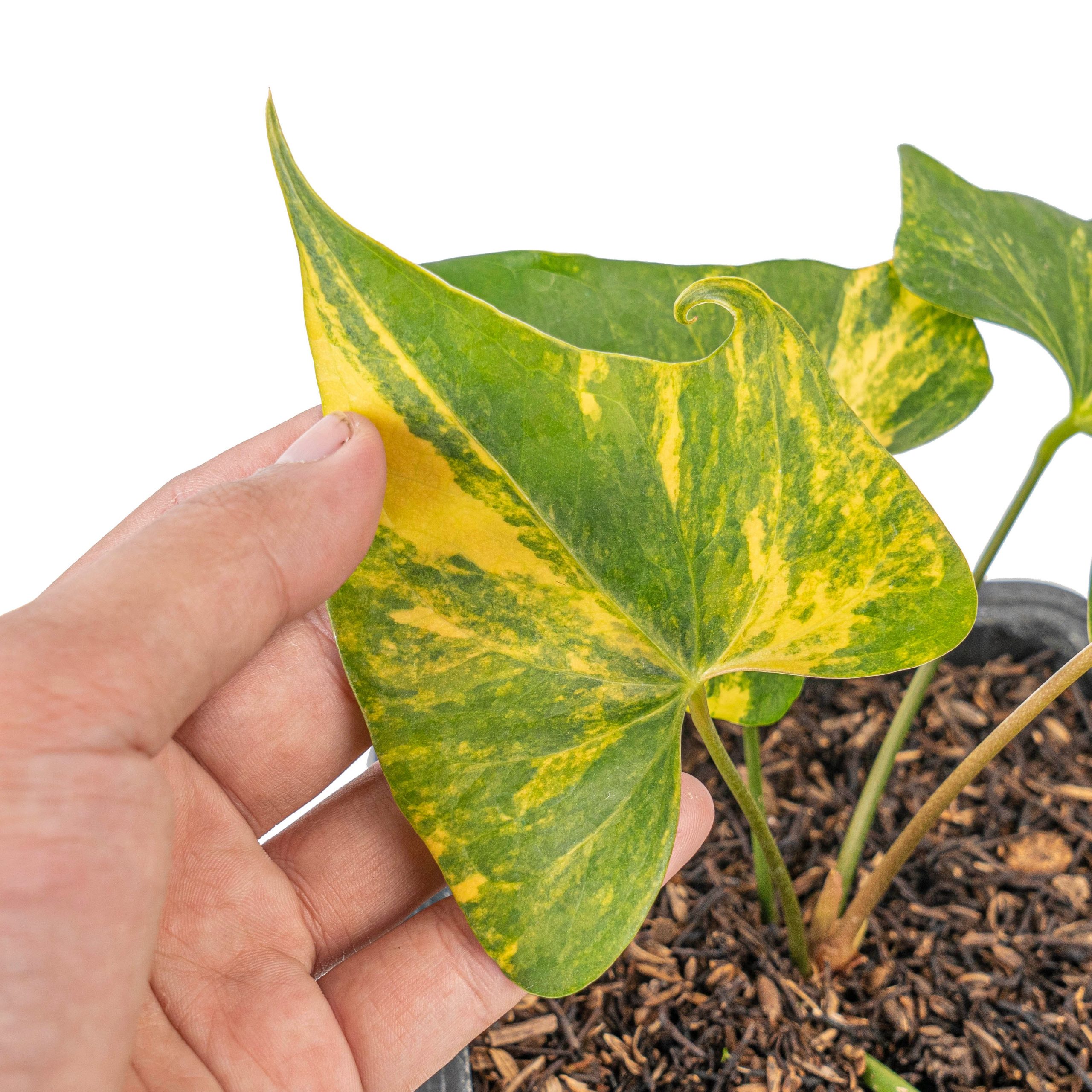 Anthurium Pterodactyl aurea variegated - Image 2