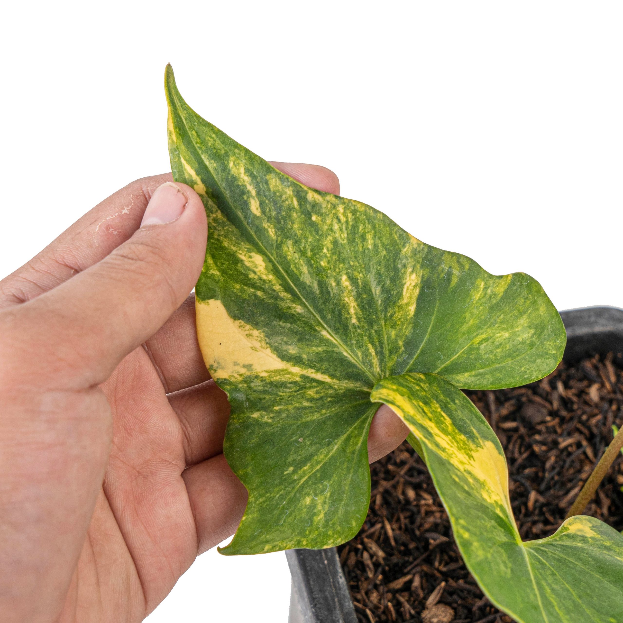 Anthurium Pterodactyl aurea variegated - Image 3