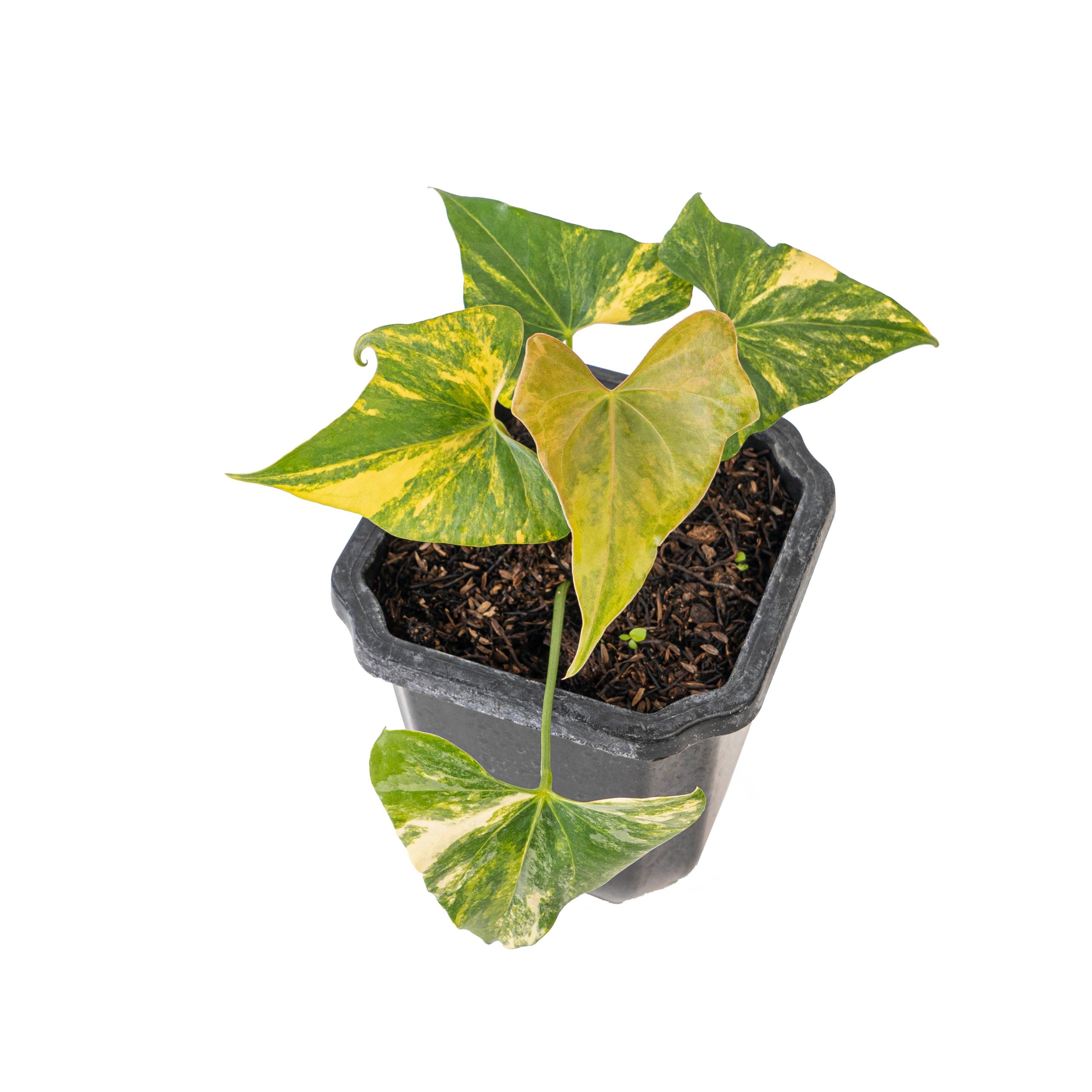 Anthurium Pterodactyl aurea variegated - Image 4