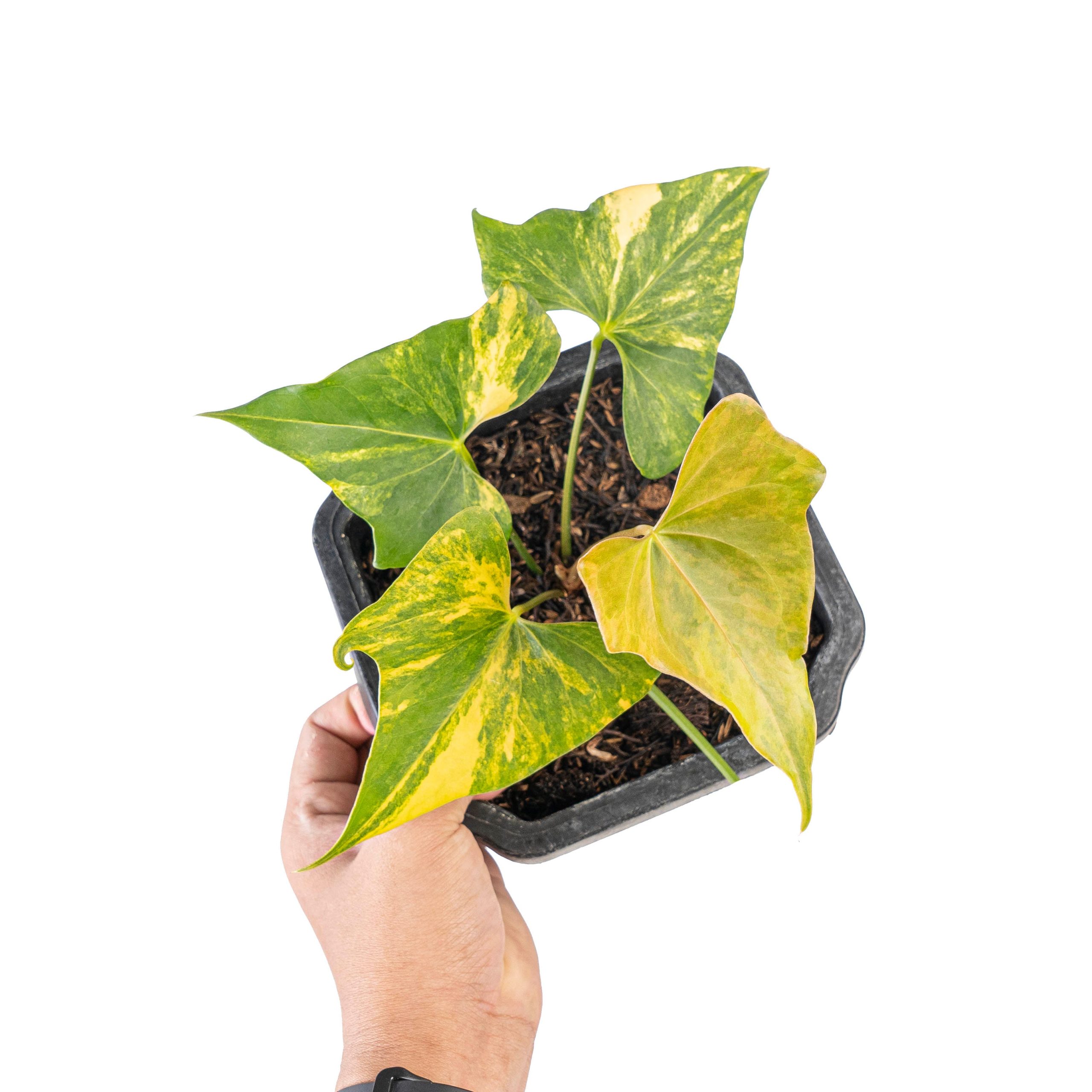 Anthurium Pterodactyl aurea variegated - Image 5