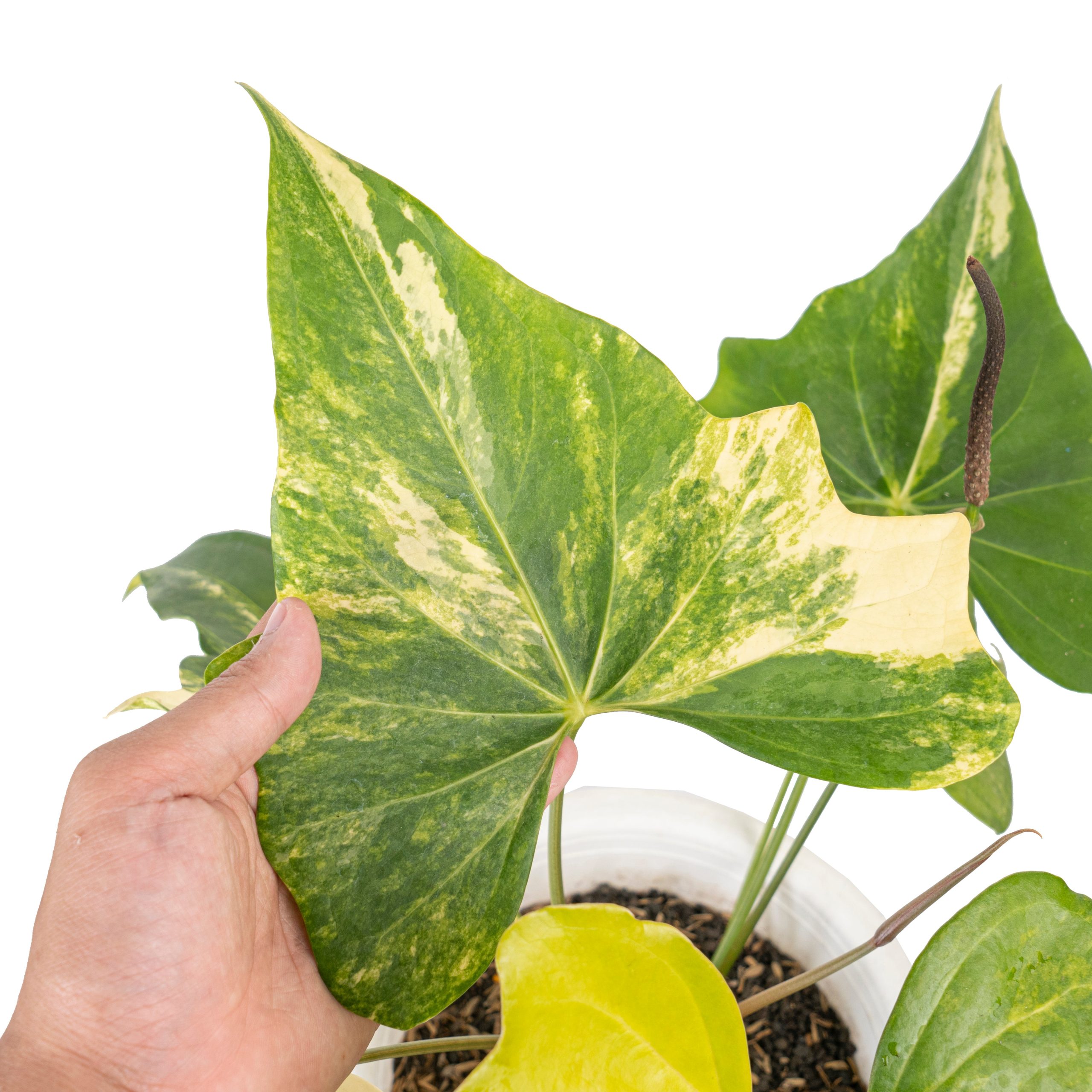 Anthurium pterodactyl variegated Mature size - Image 2