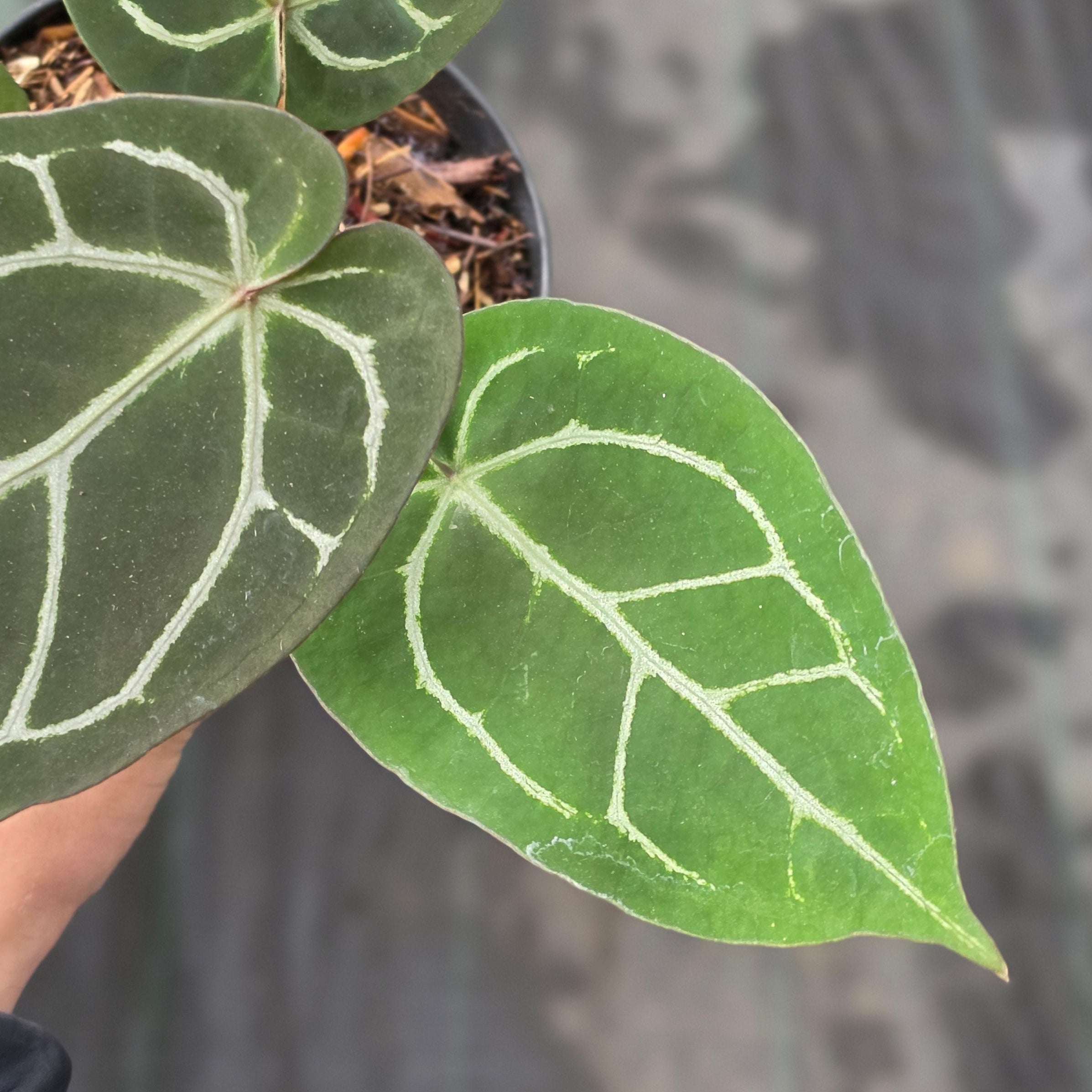 Anthurium red crystallinum NSE X dorayaki - Image 4