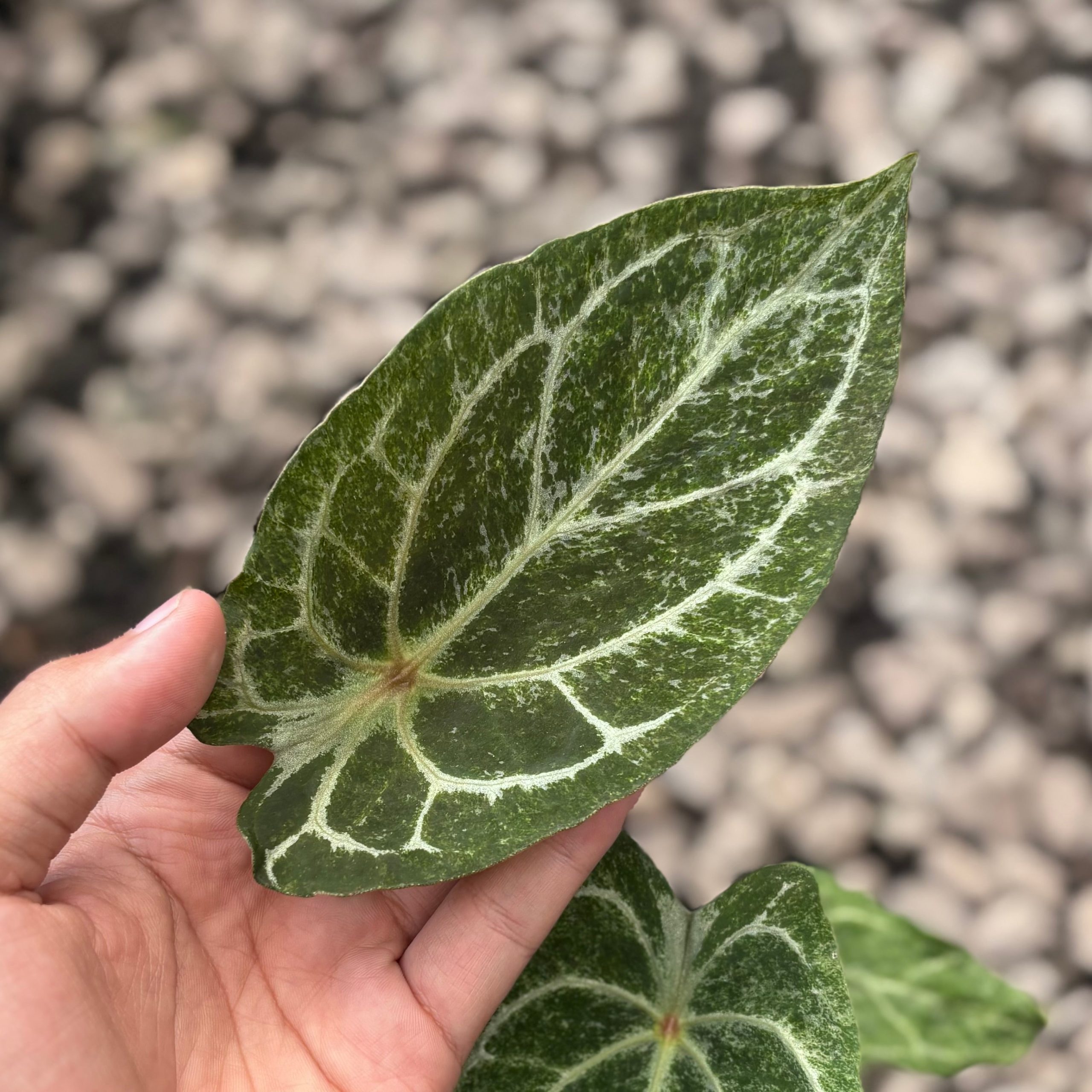 Anthurium red spider platinum variegated - Image 2