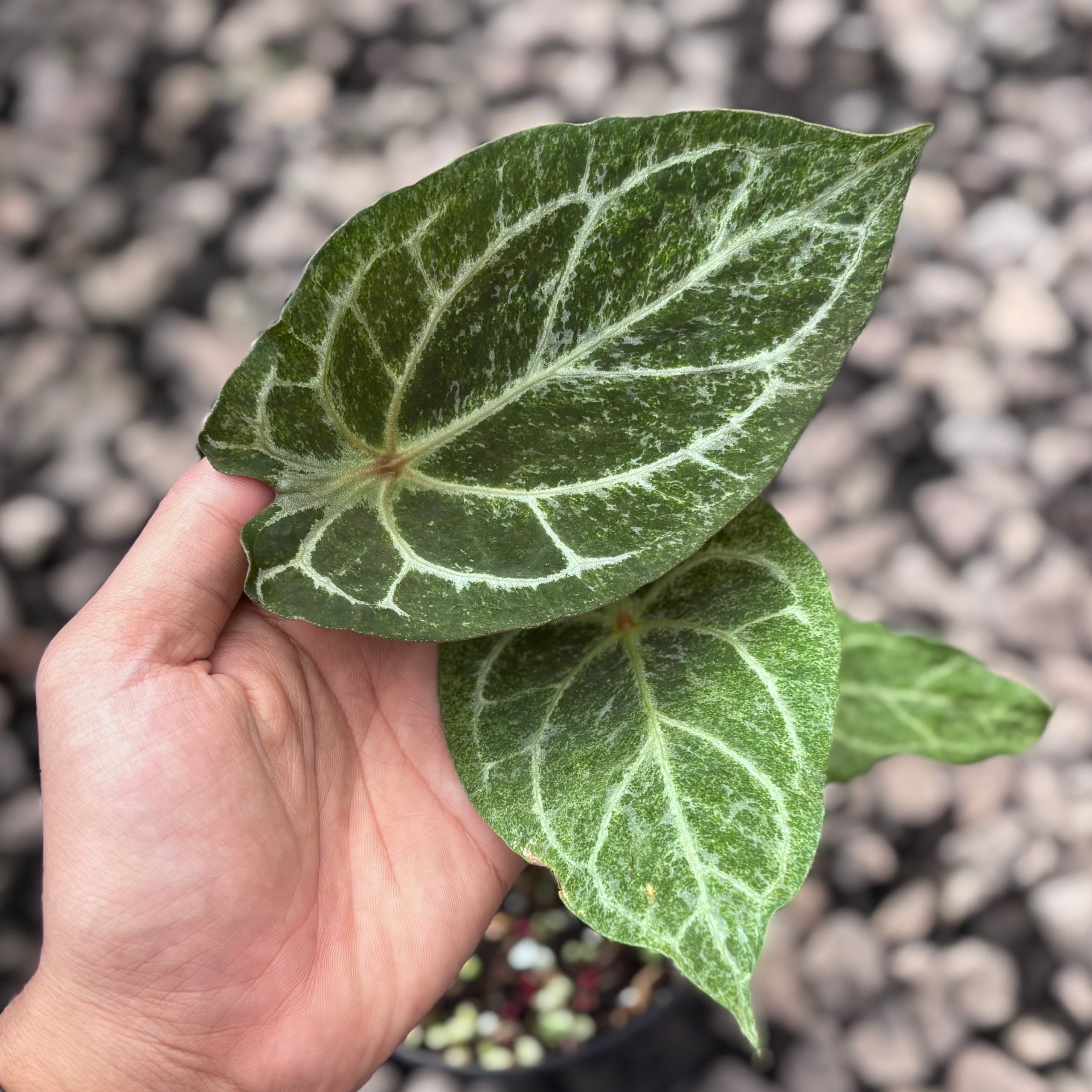 Anthurium red spider platinum variegated - Image 3