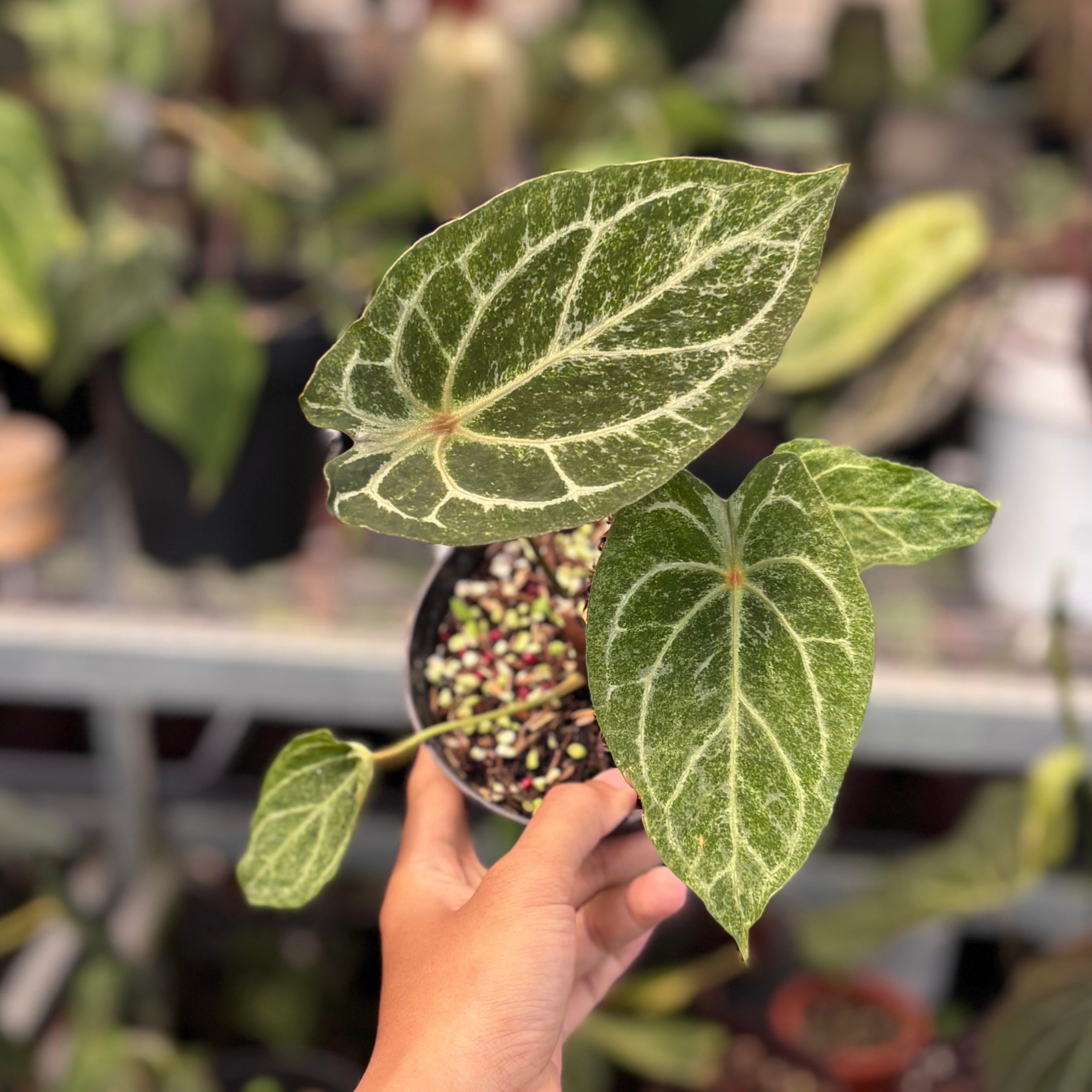 Anthurium red spider platinum variegated - Image 4