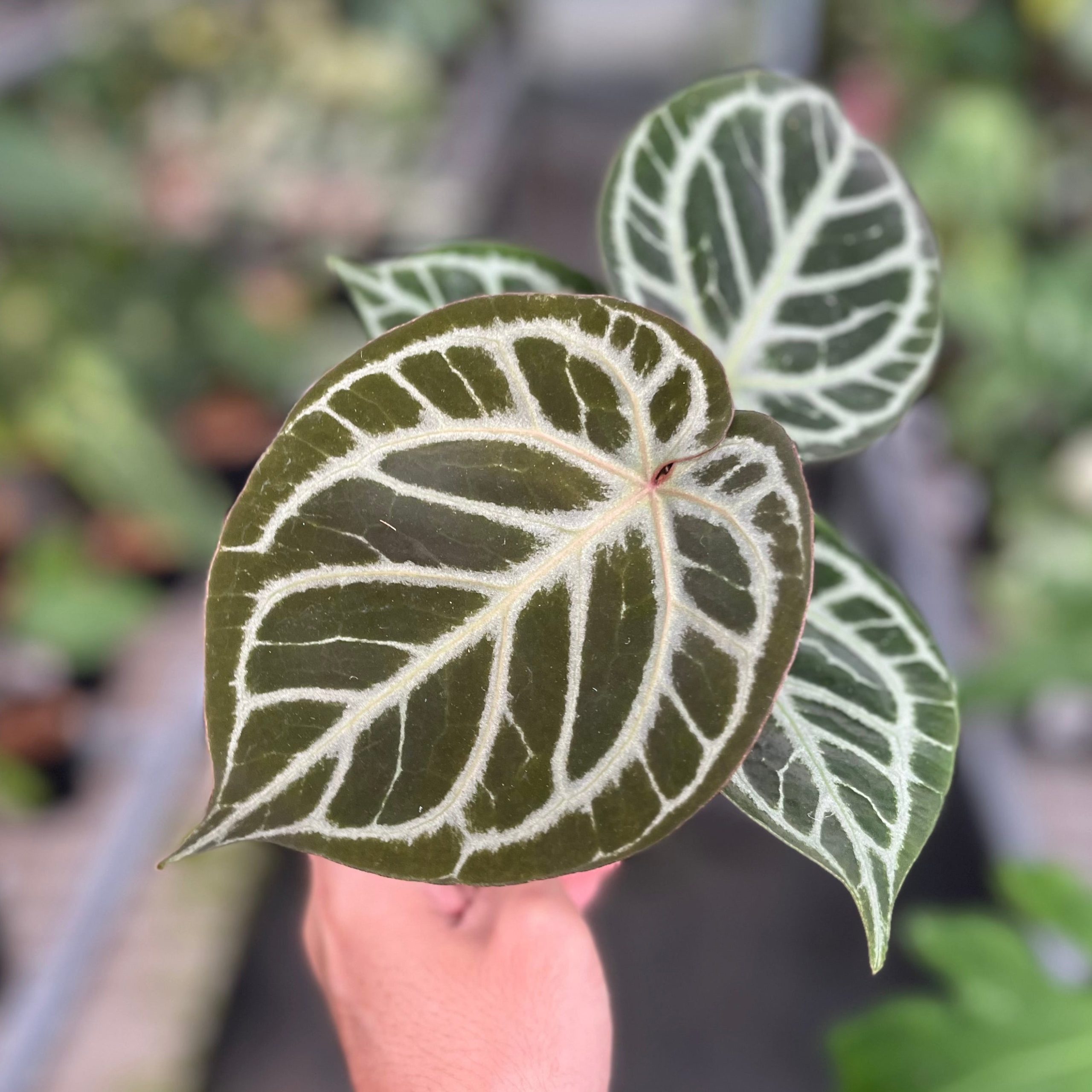 Anthurium red tiger - Image 2