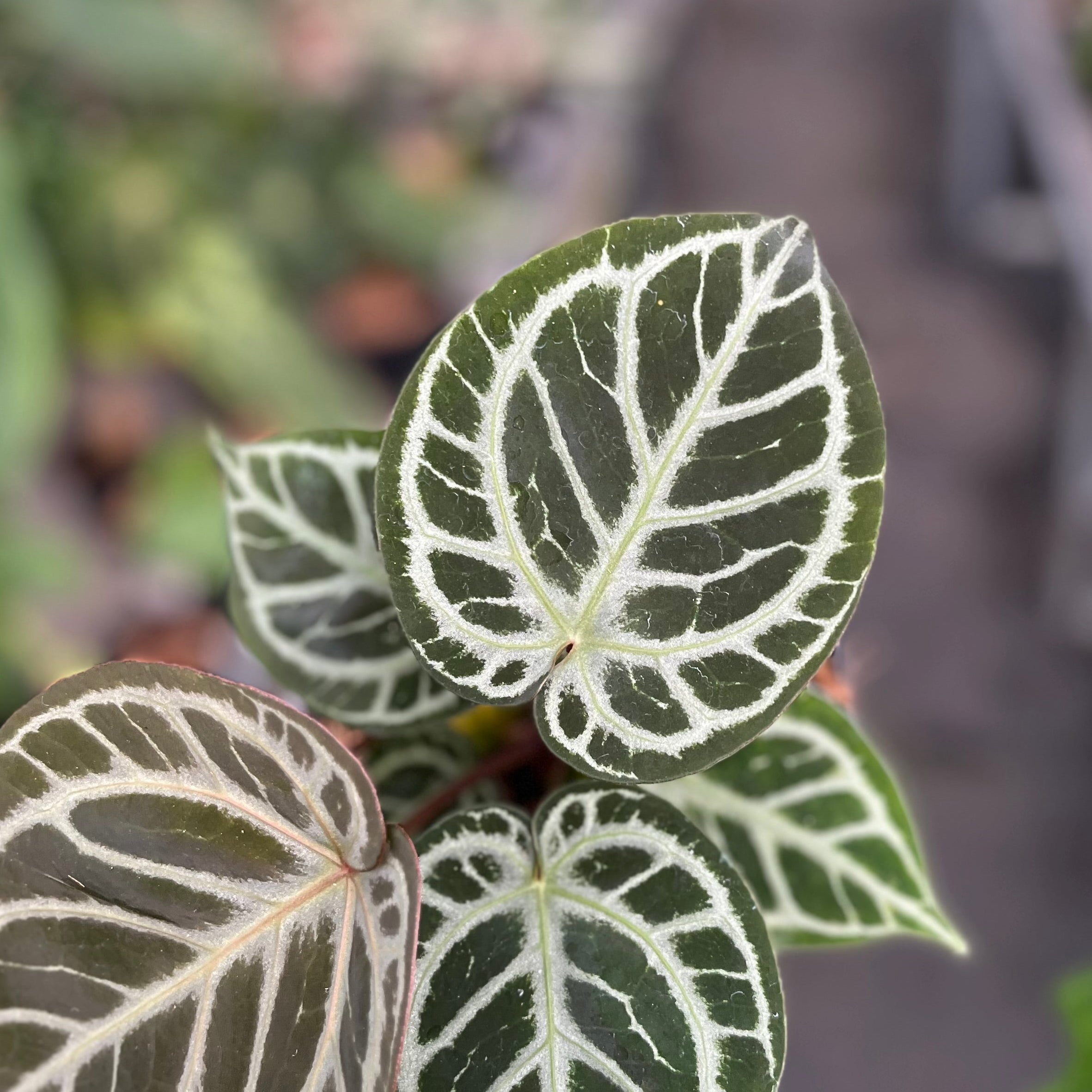 Anthurium red tiger - Image 3