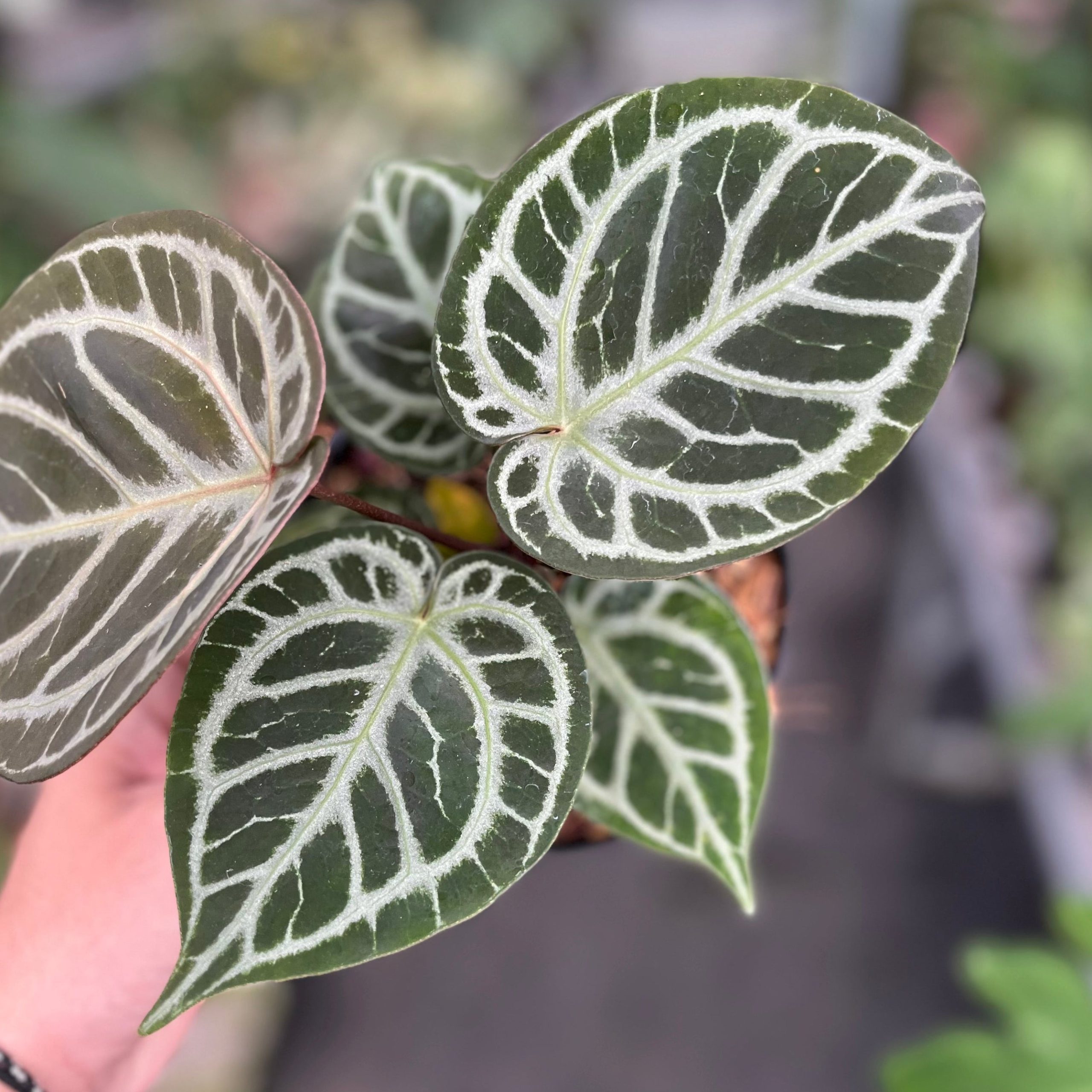 Anthurium red tiger - Image 4