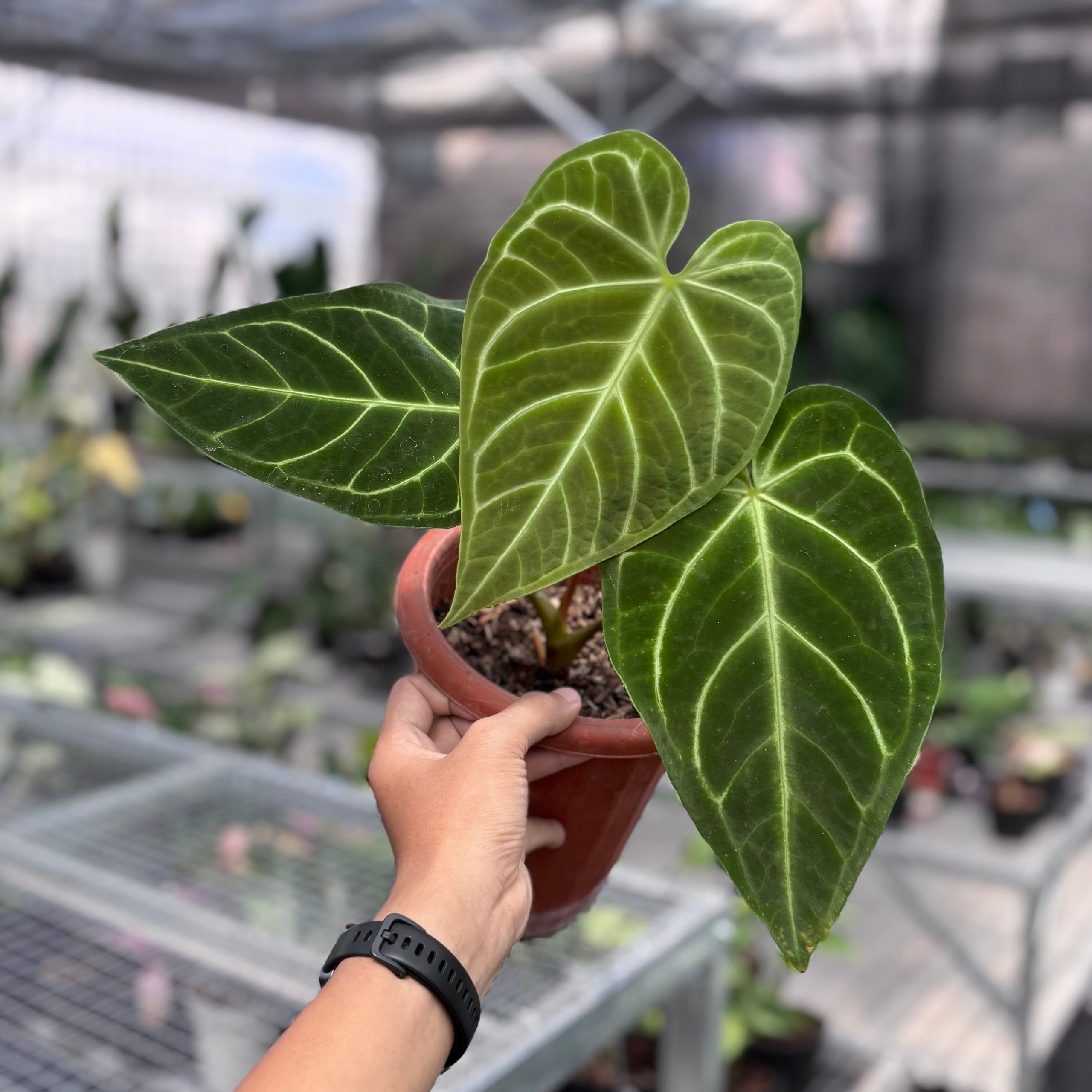 Anthurium regale
