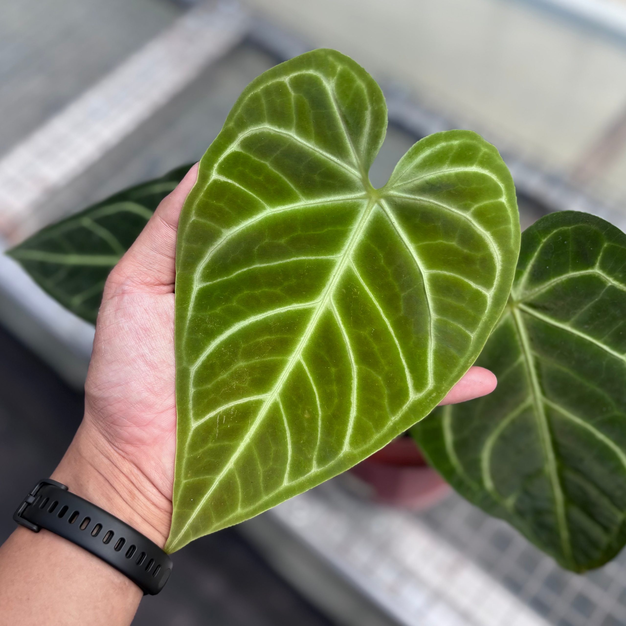 Anthurium regale - Image 2
