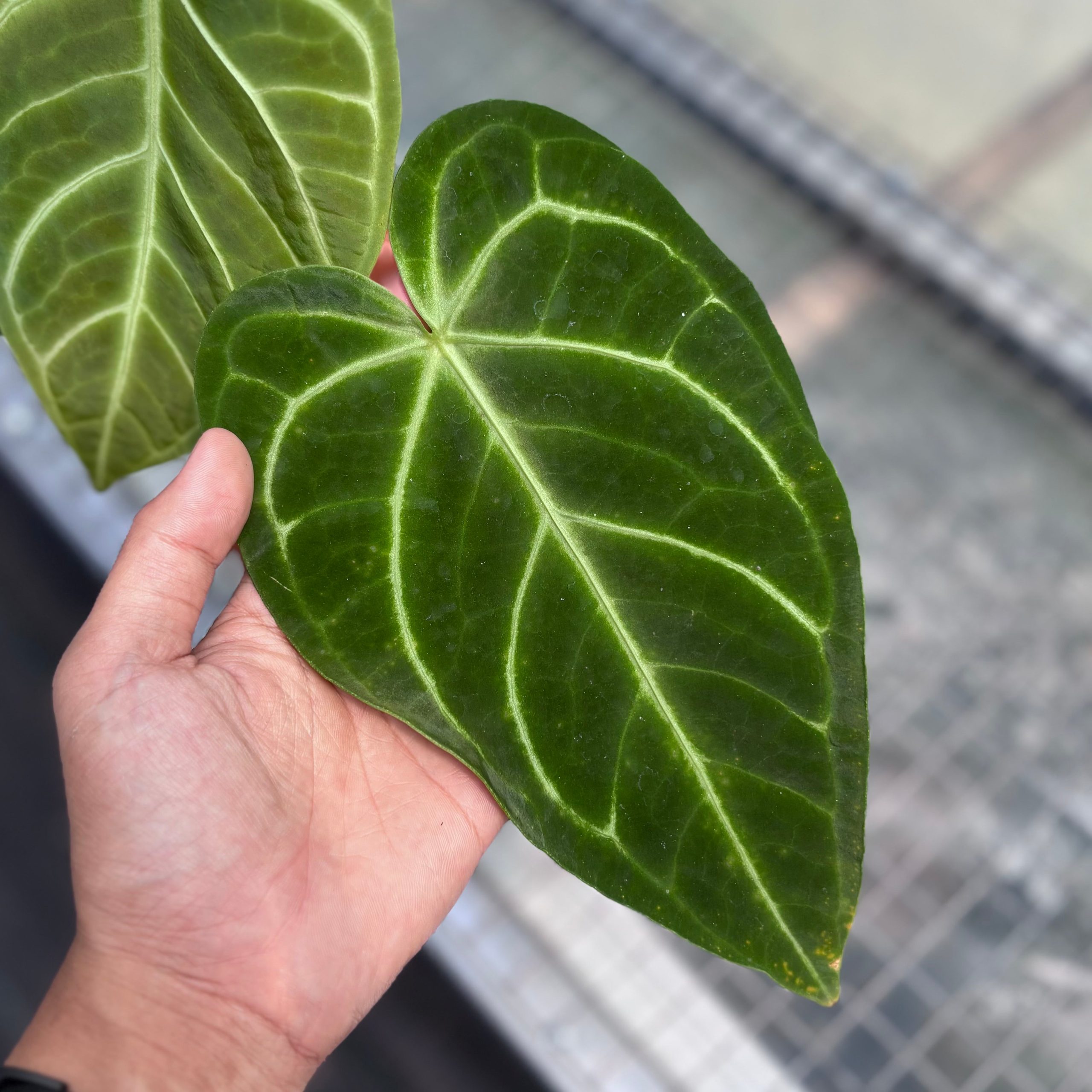 Anthurium regale - Image 3