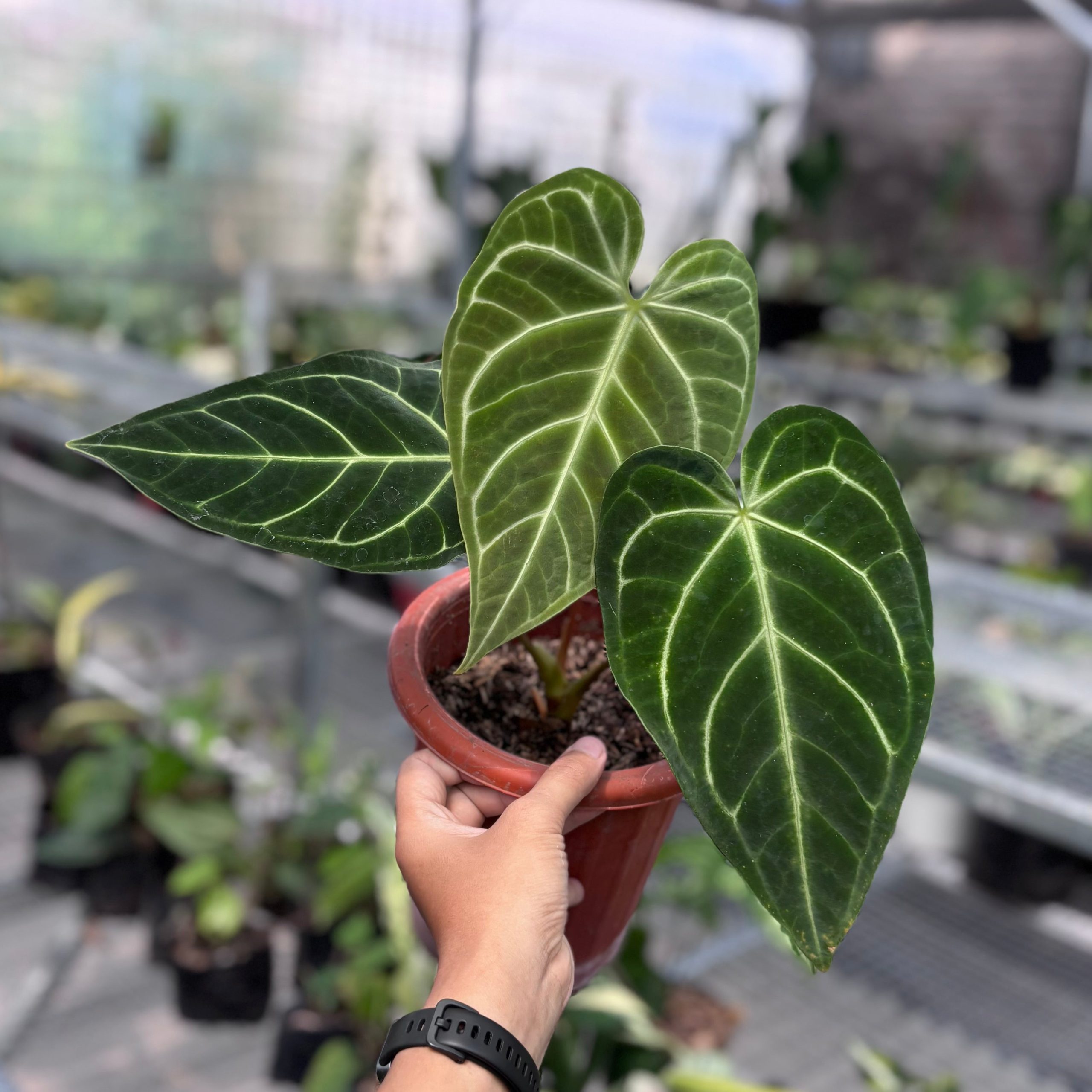 Anthurium regale - Image 4
