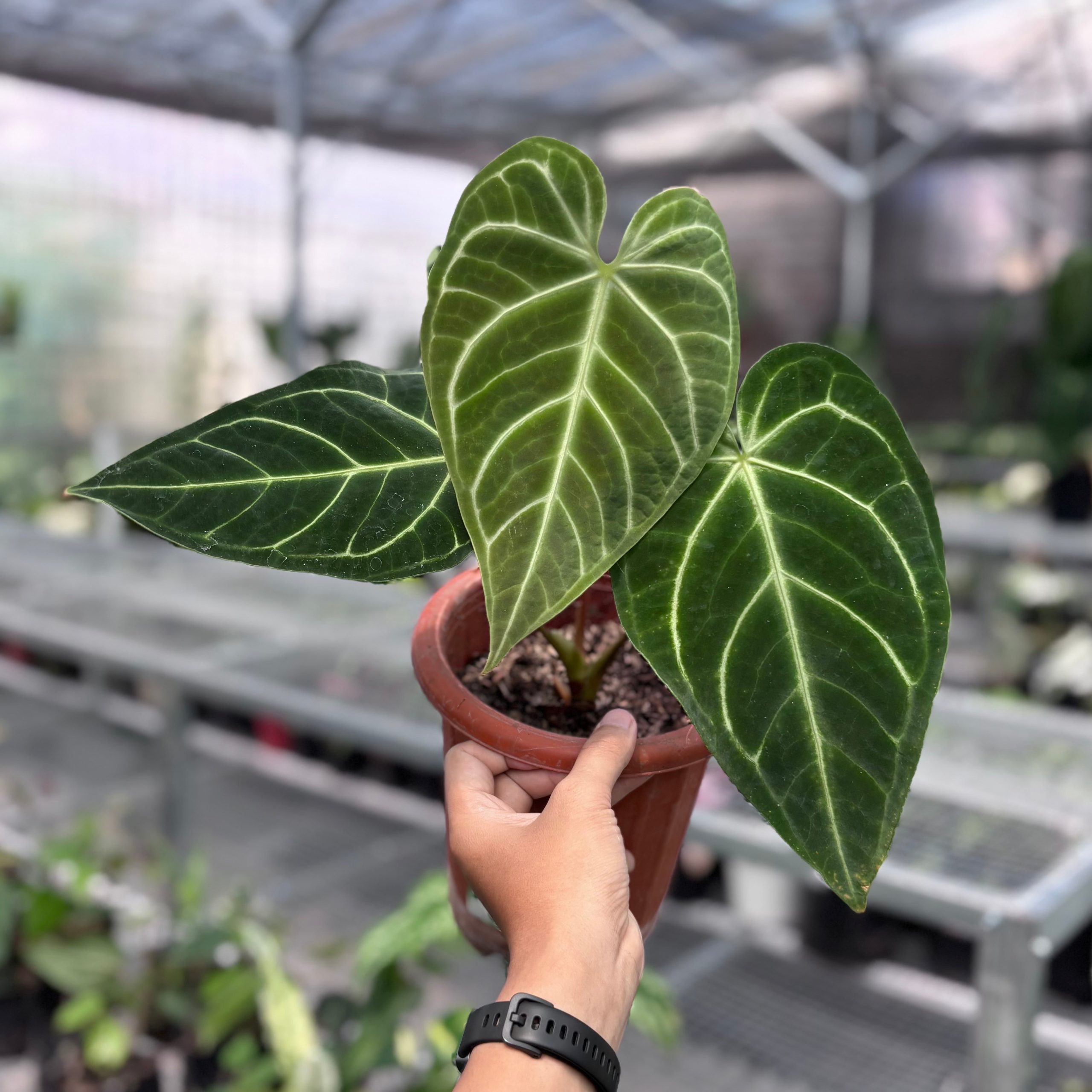 Anthurium regale - Image 5