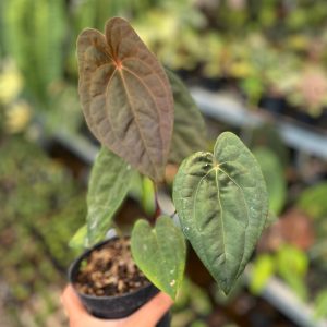 Anthurium RVDP x Black Muscle