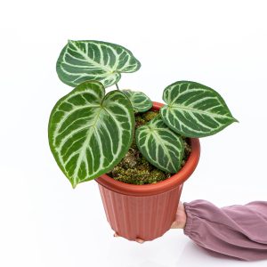 Anthurium Silver Blush - Mature size