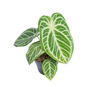 Anthurium Silver Blush - Extra Mature size