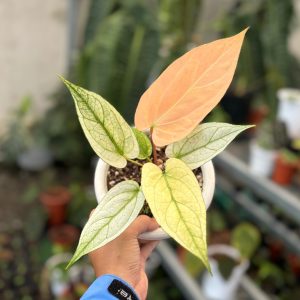 Anthurium silver blush white mint variegated - Mature size