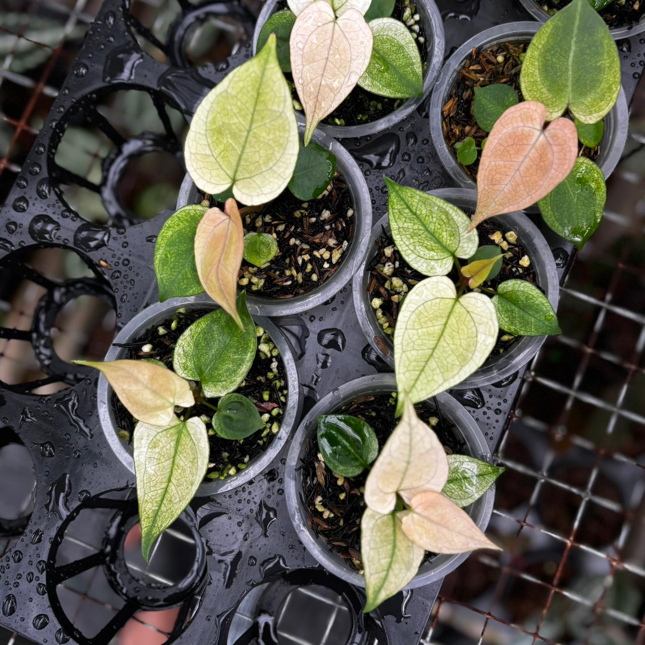 Anthurium Silver Blush White Mint Variegated (Seedling) – Wholesale Bundle 5 pcs - Image 2