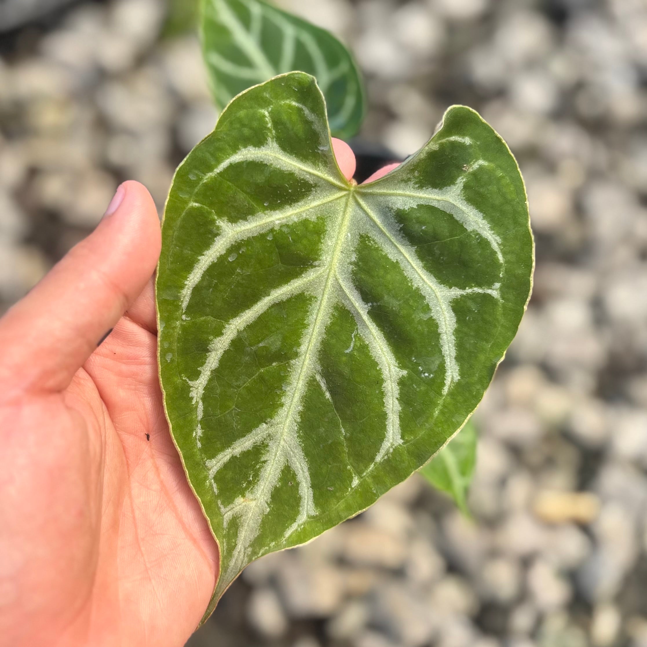 Anthurium silver blush x muchlis - Image 2