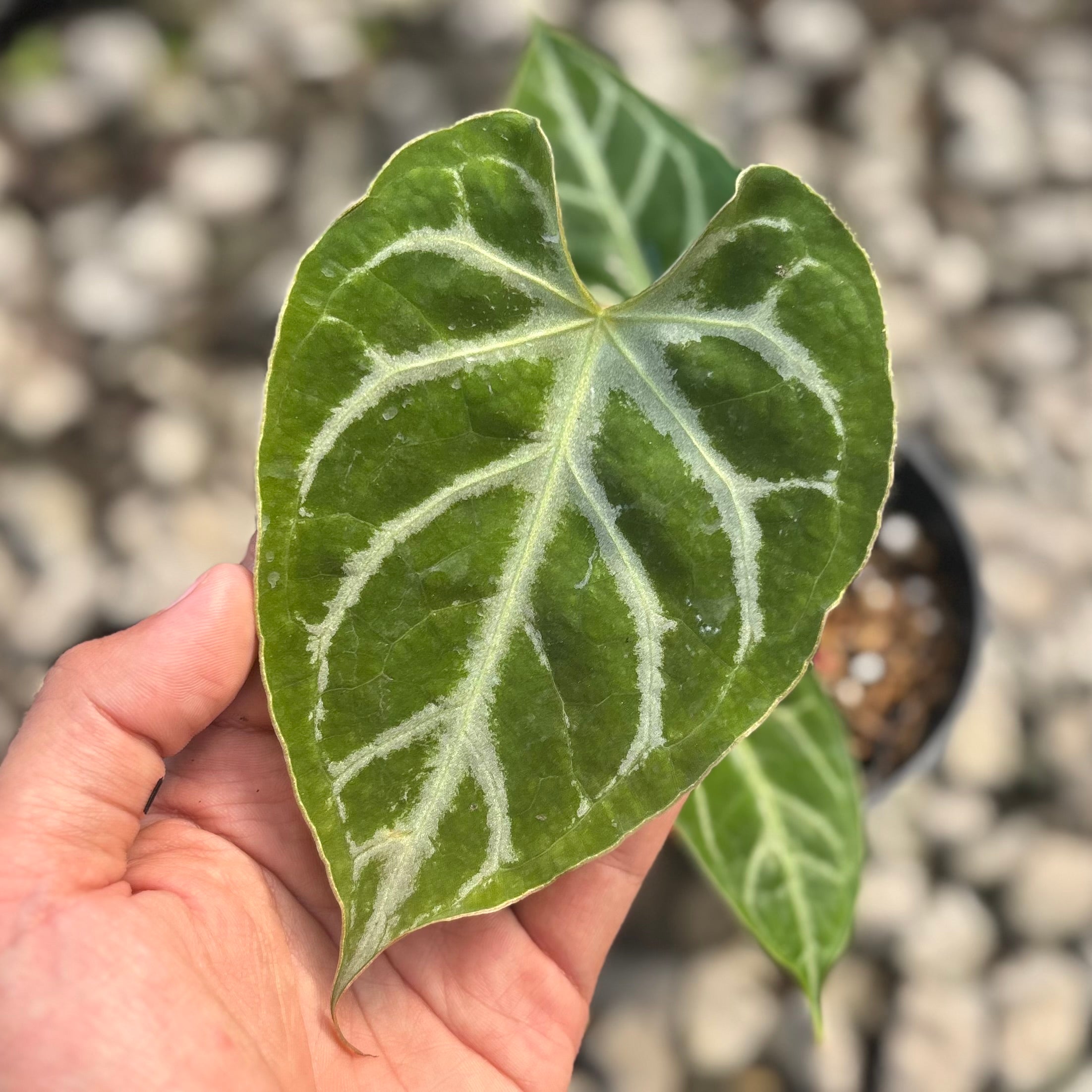 Anthurium silver blush x muchlis - Image 3