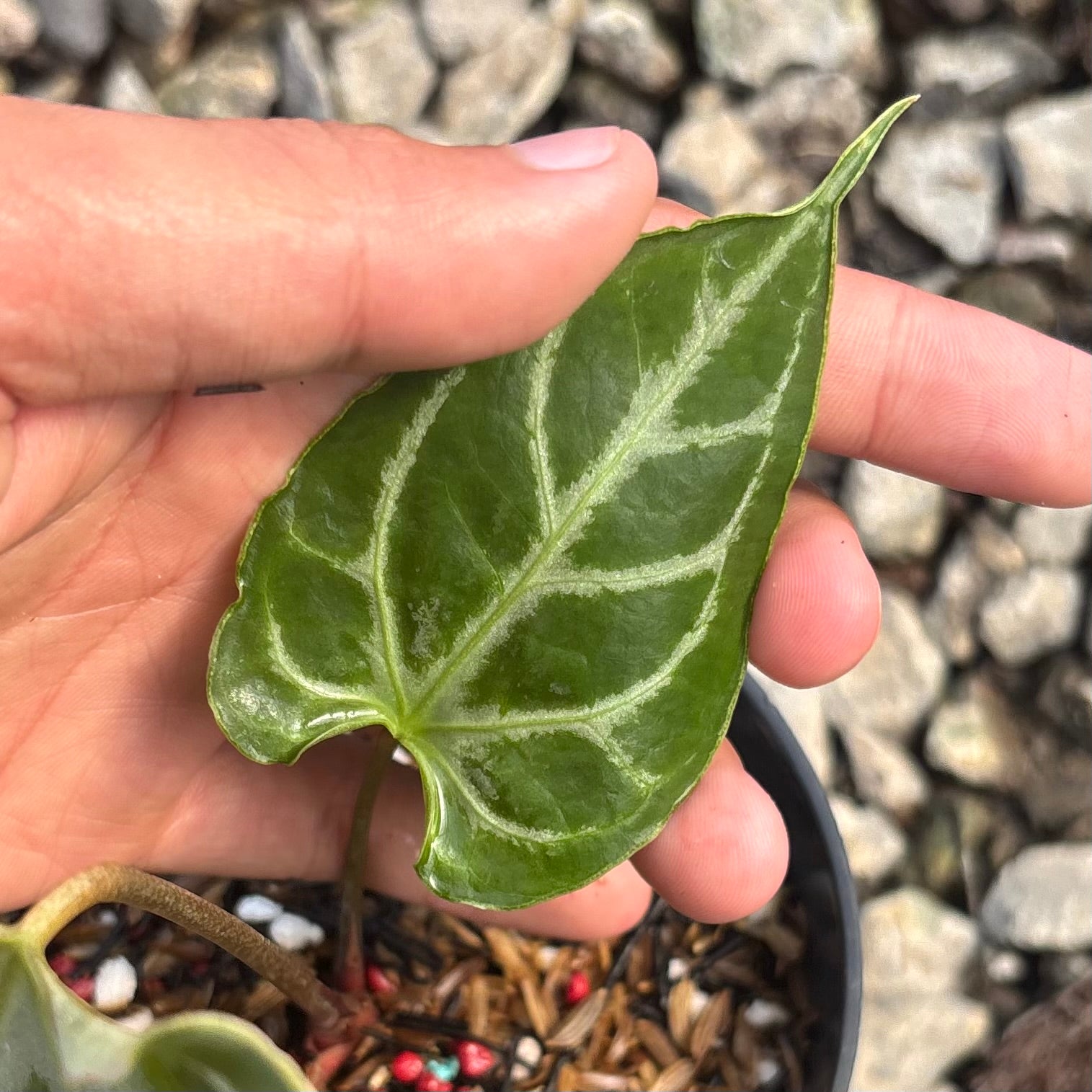 Anthurium silver blush x muchlis - Image 4